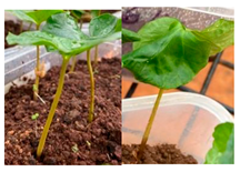 Agronomy 13 02321 i002 Agronomy 13 02321 i002