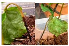 Agronomy 13 02321 i004 Agronomy 13 02321 i004