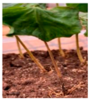 Agronomy 13 02321 i008 Agronomy 13 02321 i008