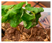 Agronomy 13 02321 i009 Agronomy 13 02321 i009