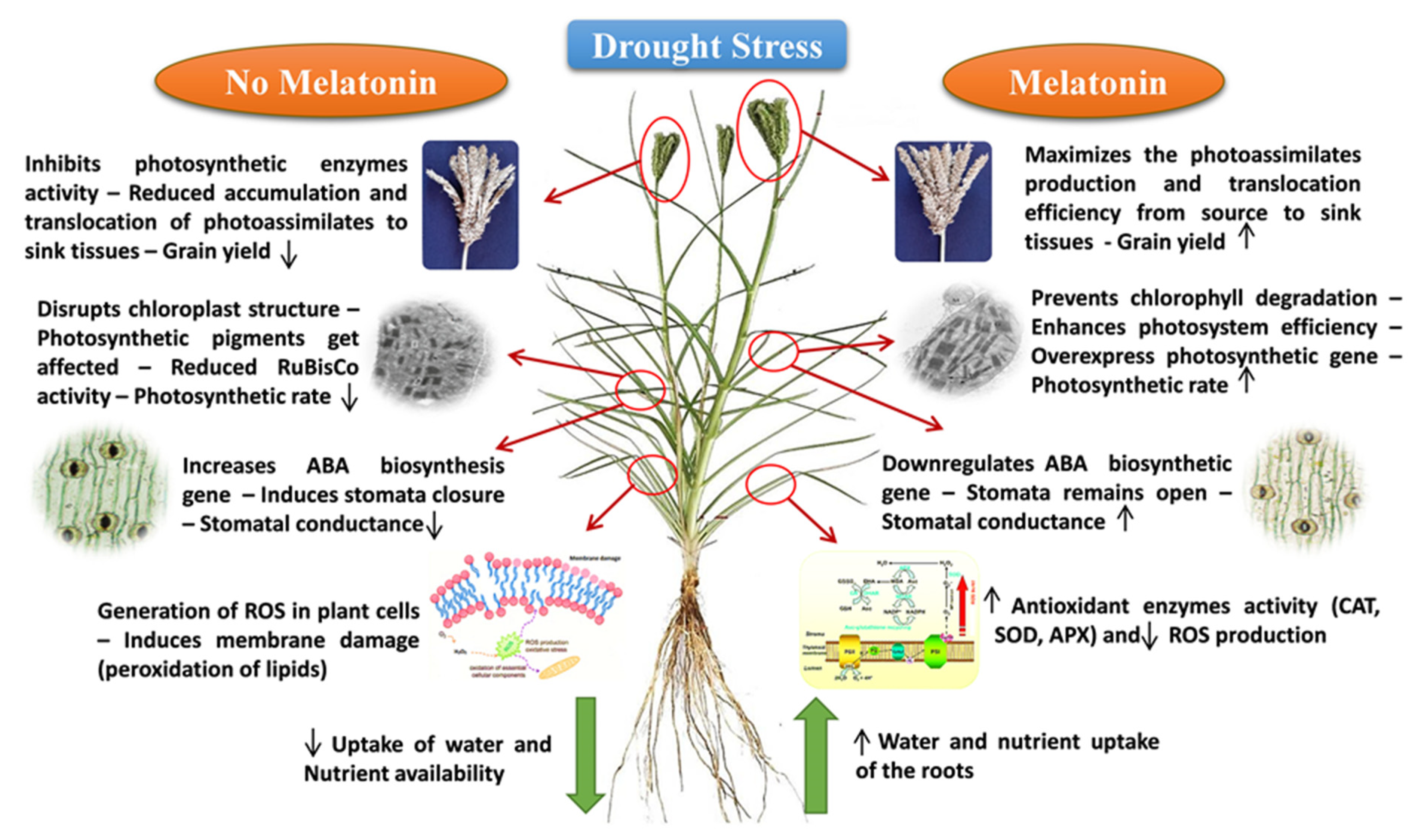 Agronomy 13 02405 g003 Agronomy 13 02405 g003
