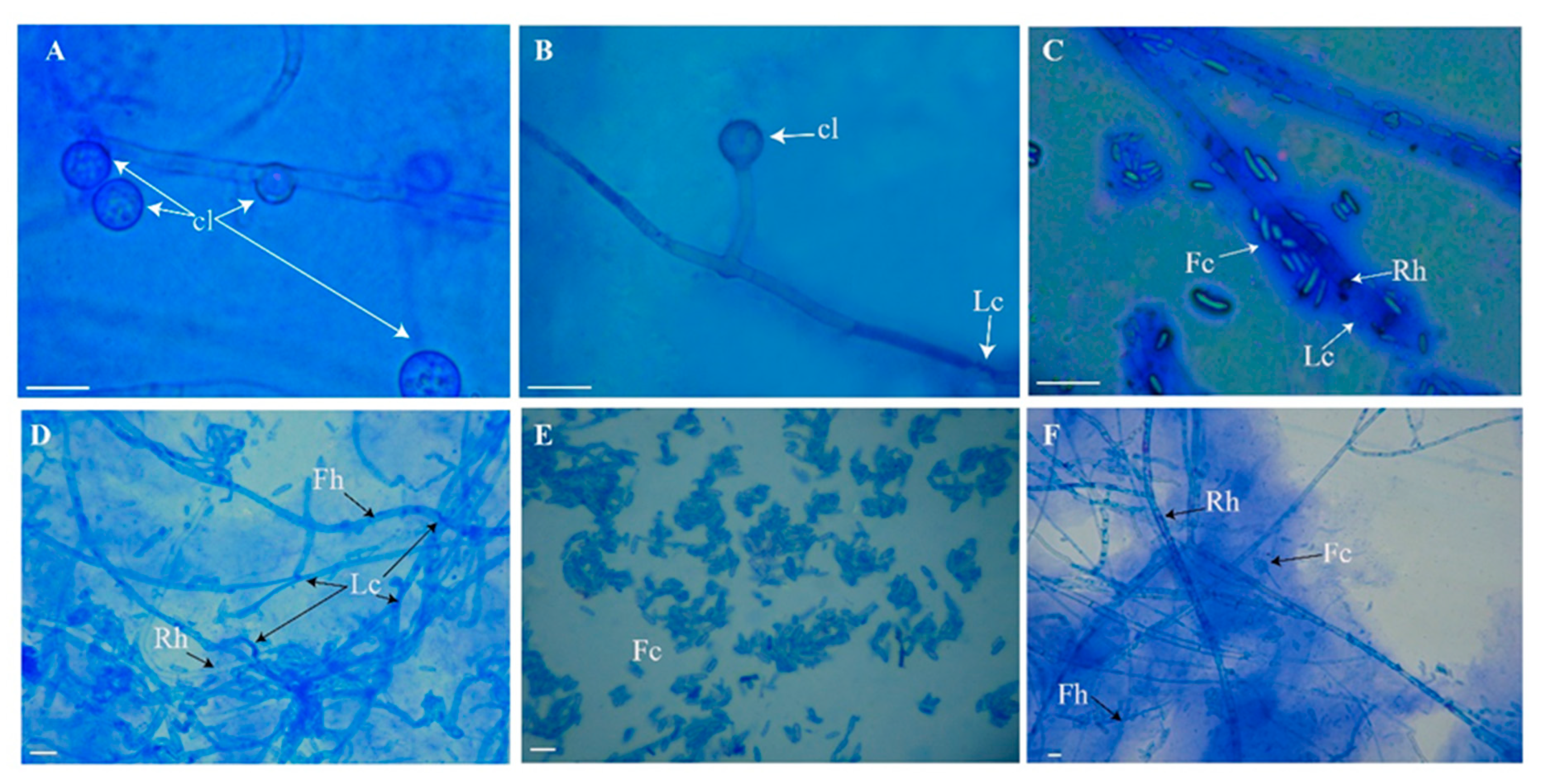 Agronomy 13 02425 g002