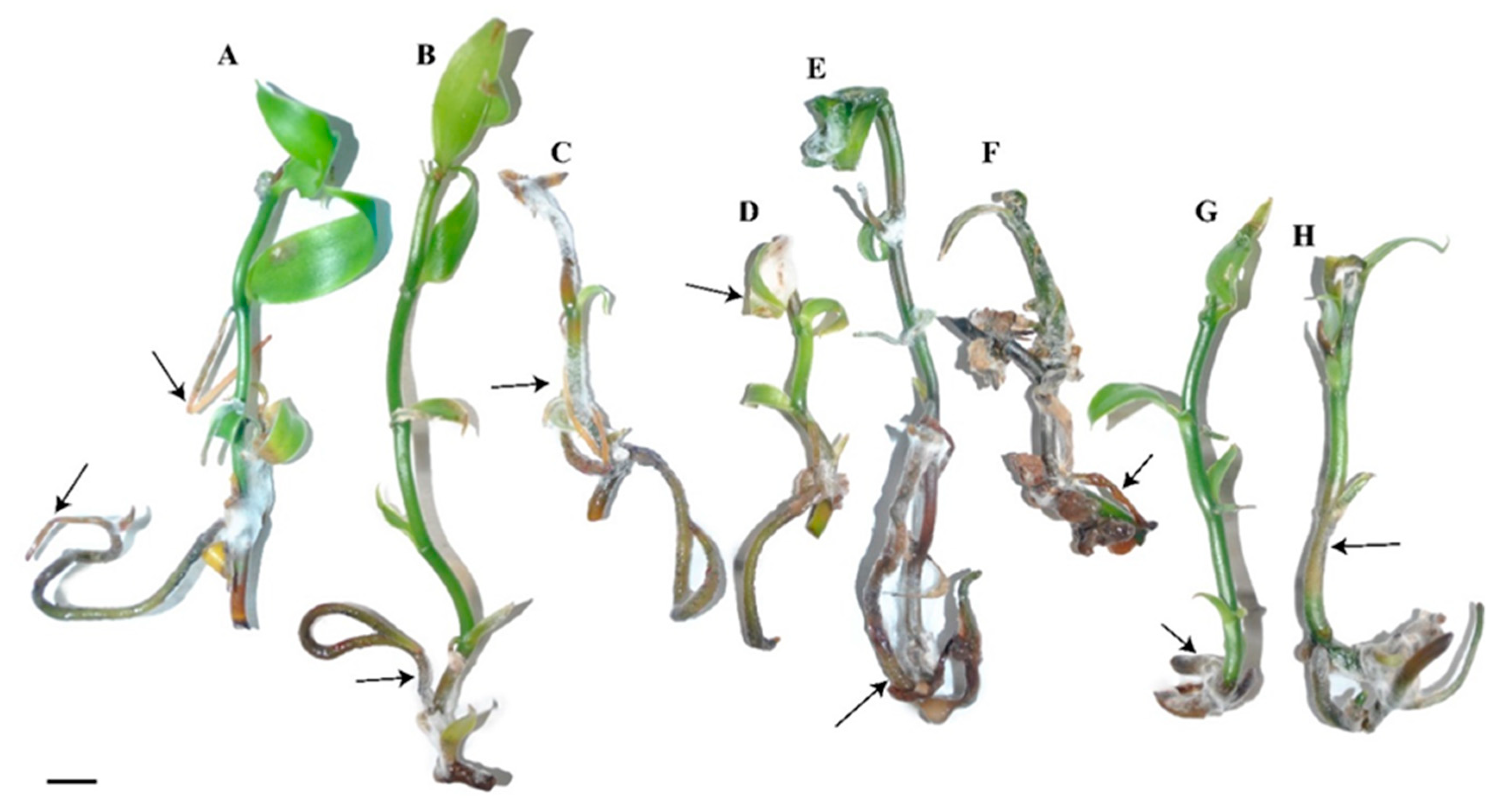 Agronomy 13 02425 g007