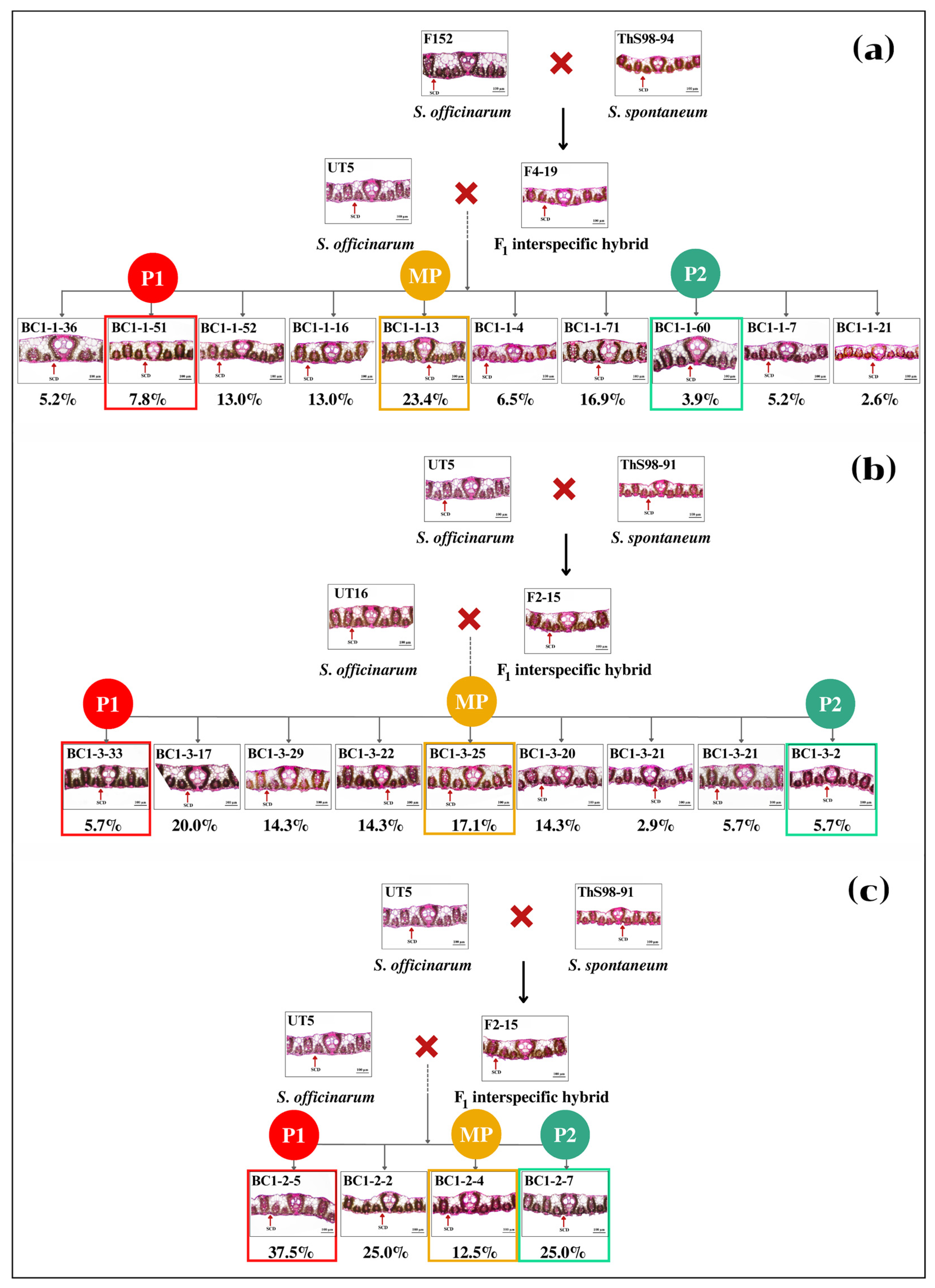 Agronomy 13 02457 g004