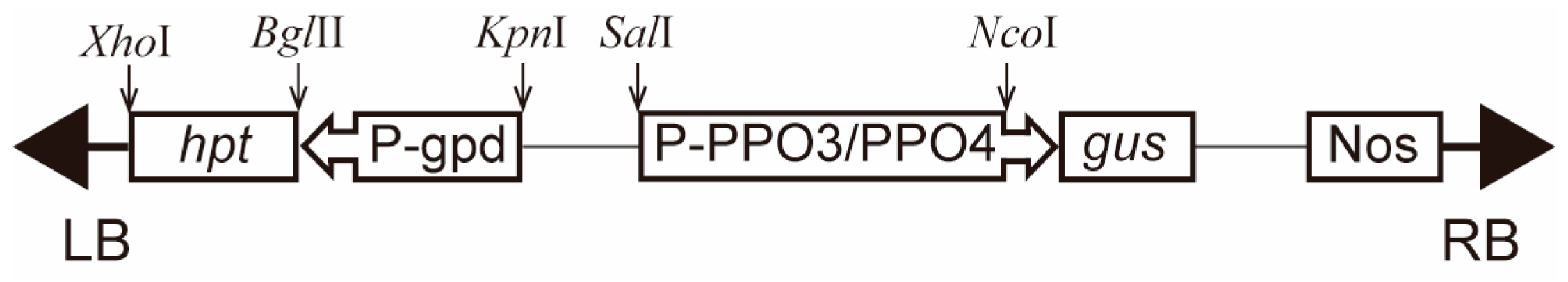 Agronomy 13 02534 g001