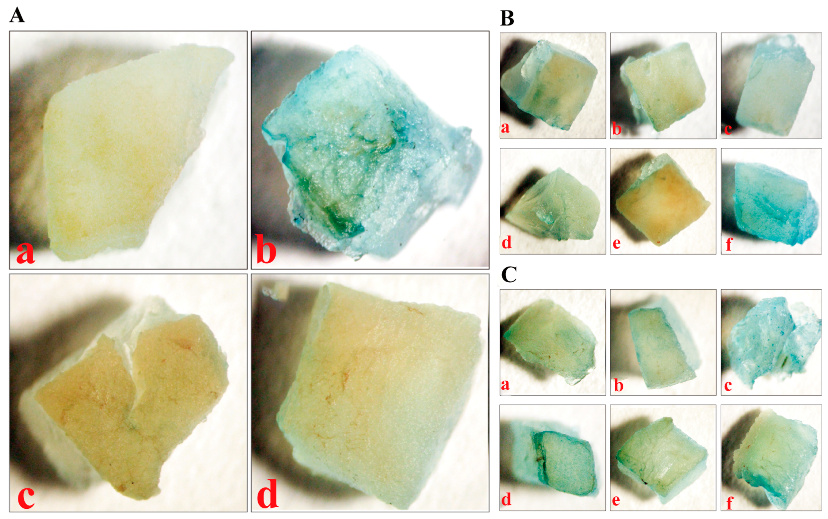 Agronomy 13 02534 g008