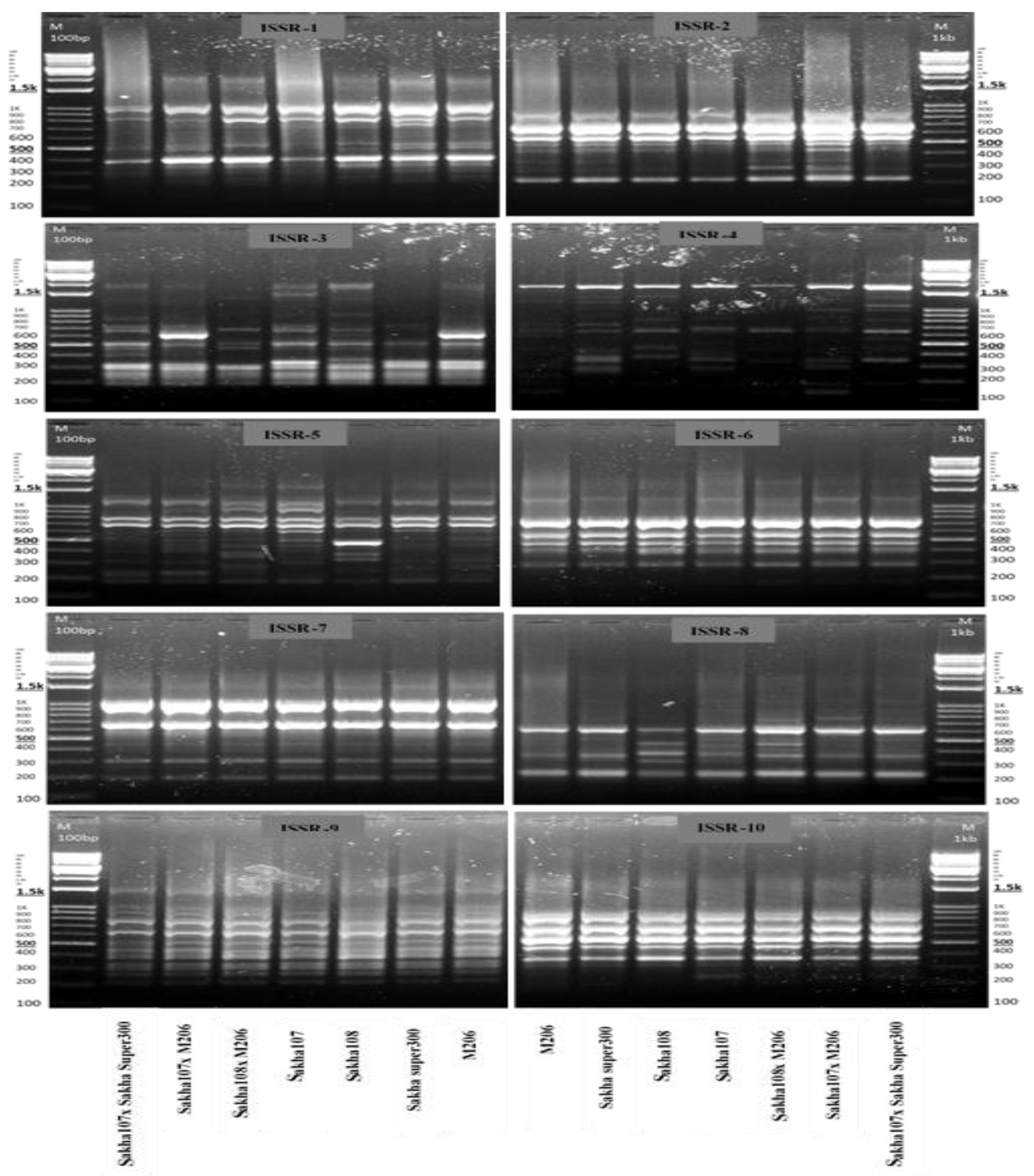 Agronomy 13 02542 g005