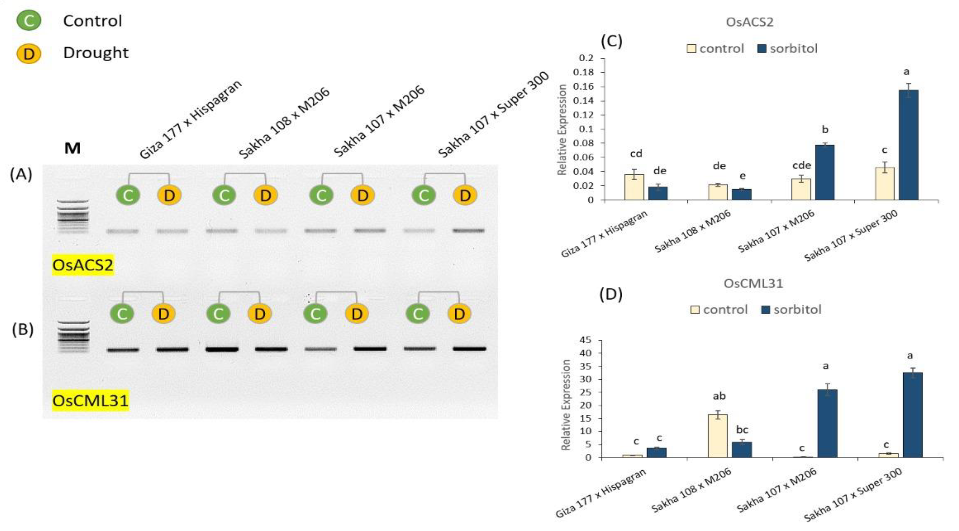Agronomy 13 02542 g007
