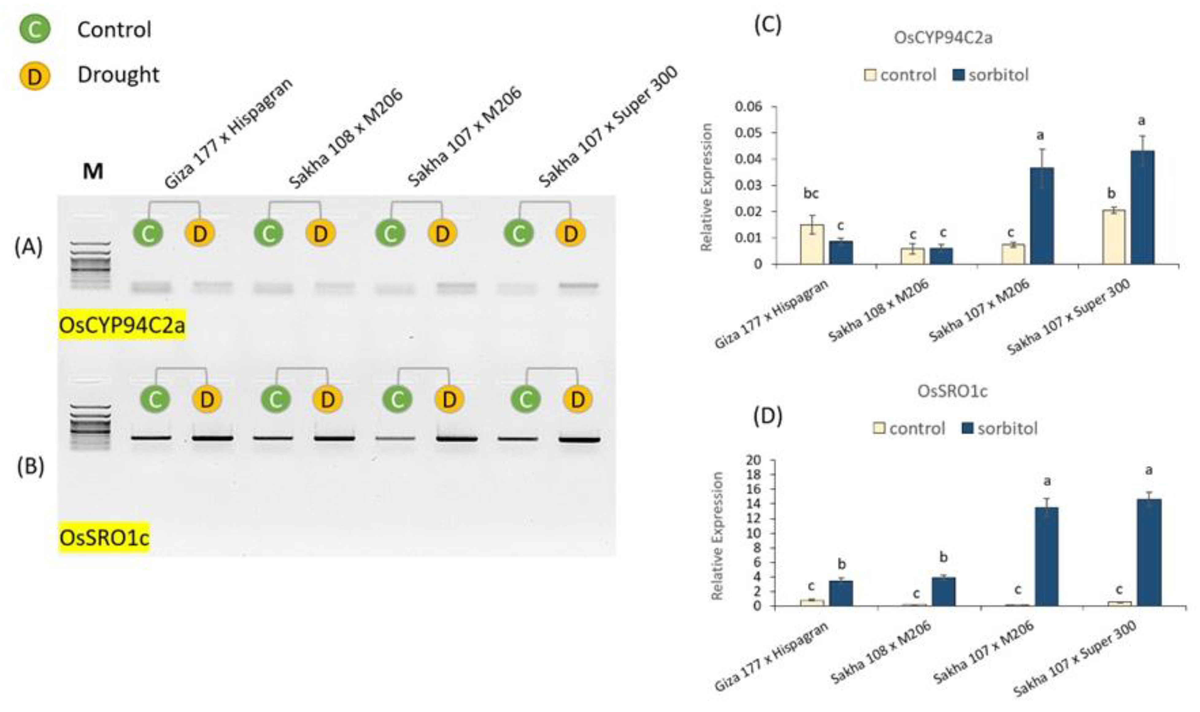 Agronomy 13 02542 g008
