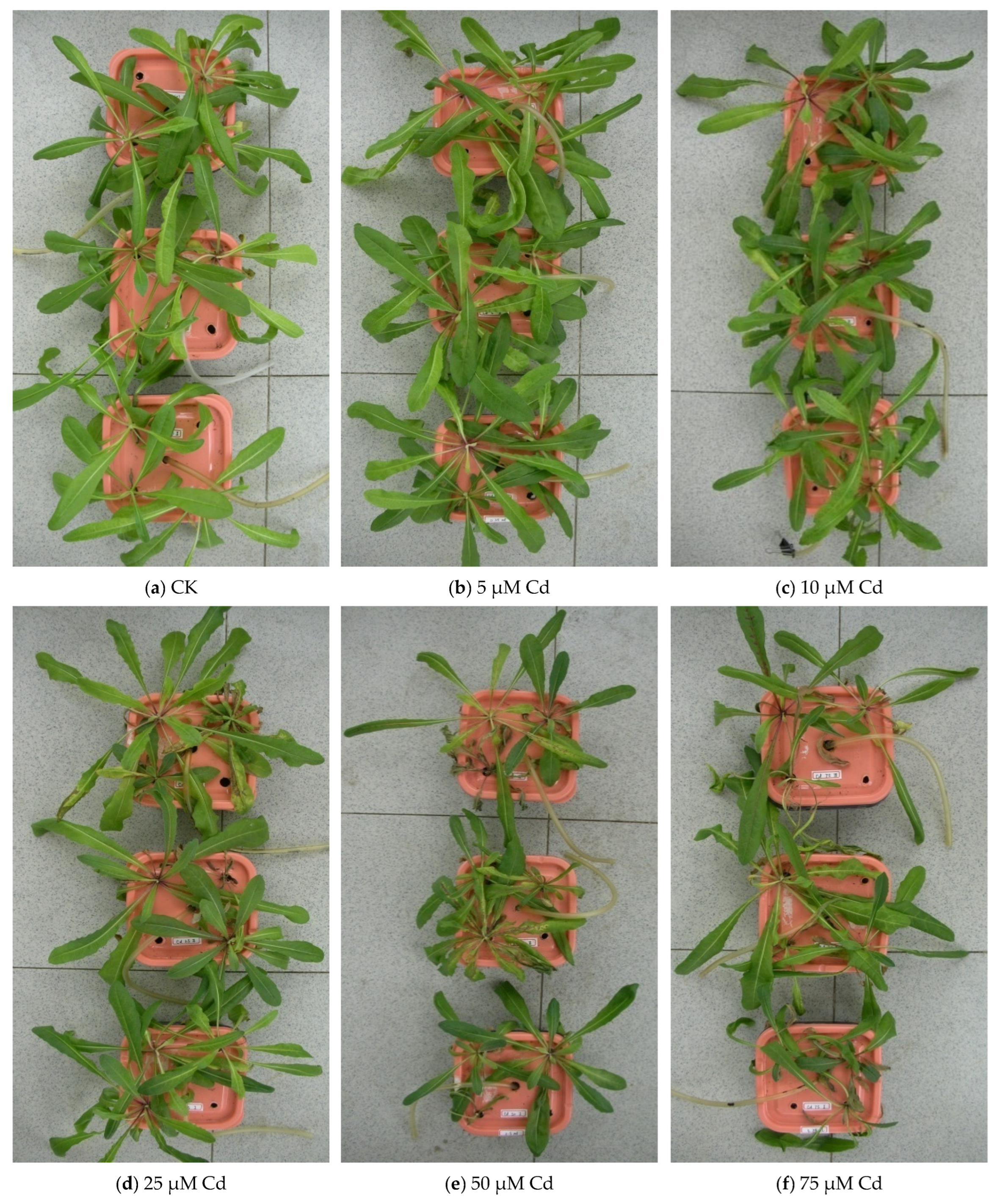 Agronomy 13 02601 g001 Agronomy 13 02601 g001