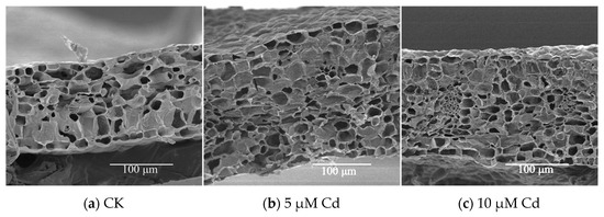Agronomy 13 02601 g004a Agronomy 13 02601 g004a