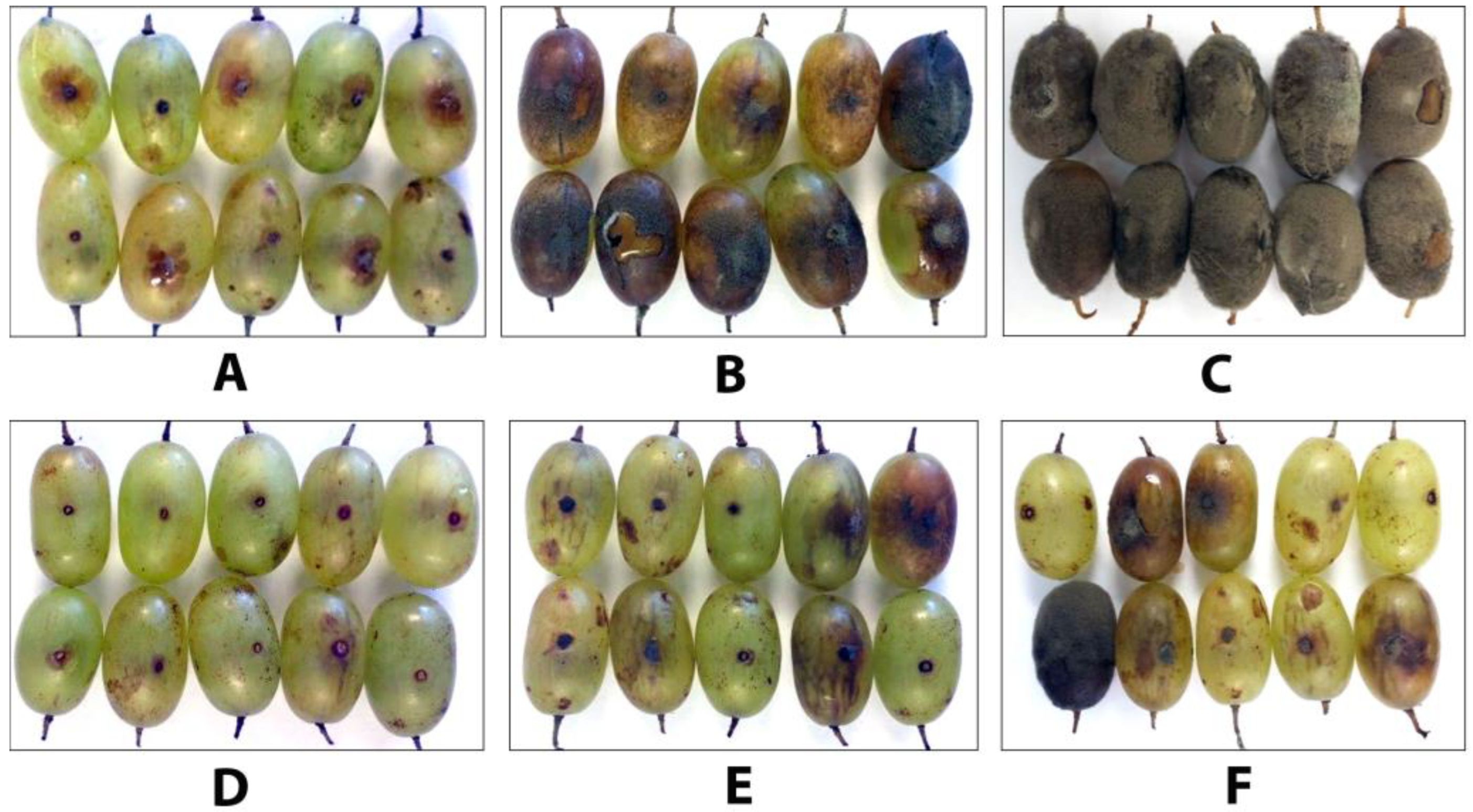 Agronomy 13 02602 g010