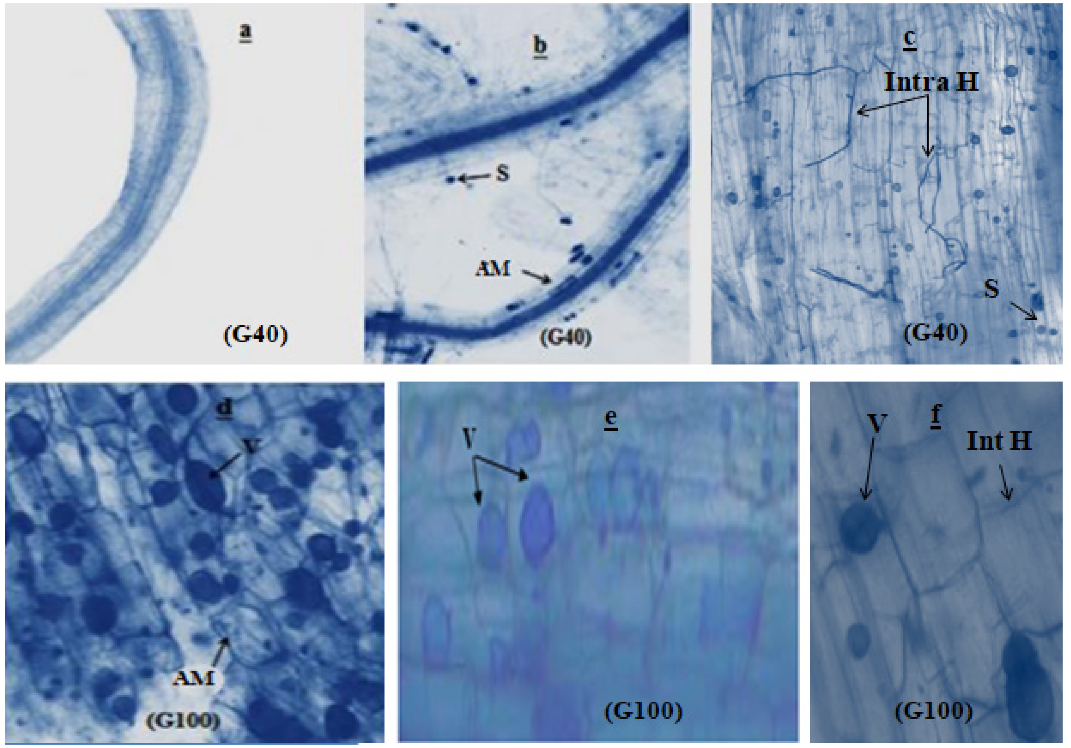 Agronomy 13 02619 g002