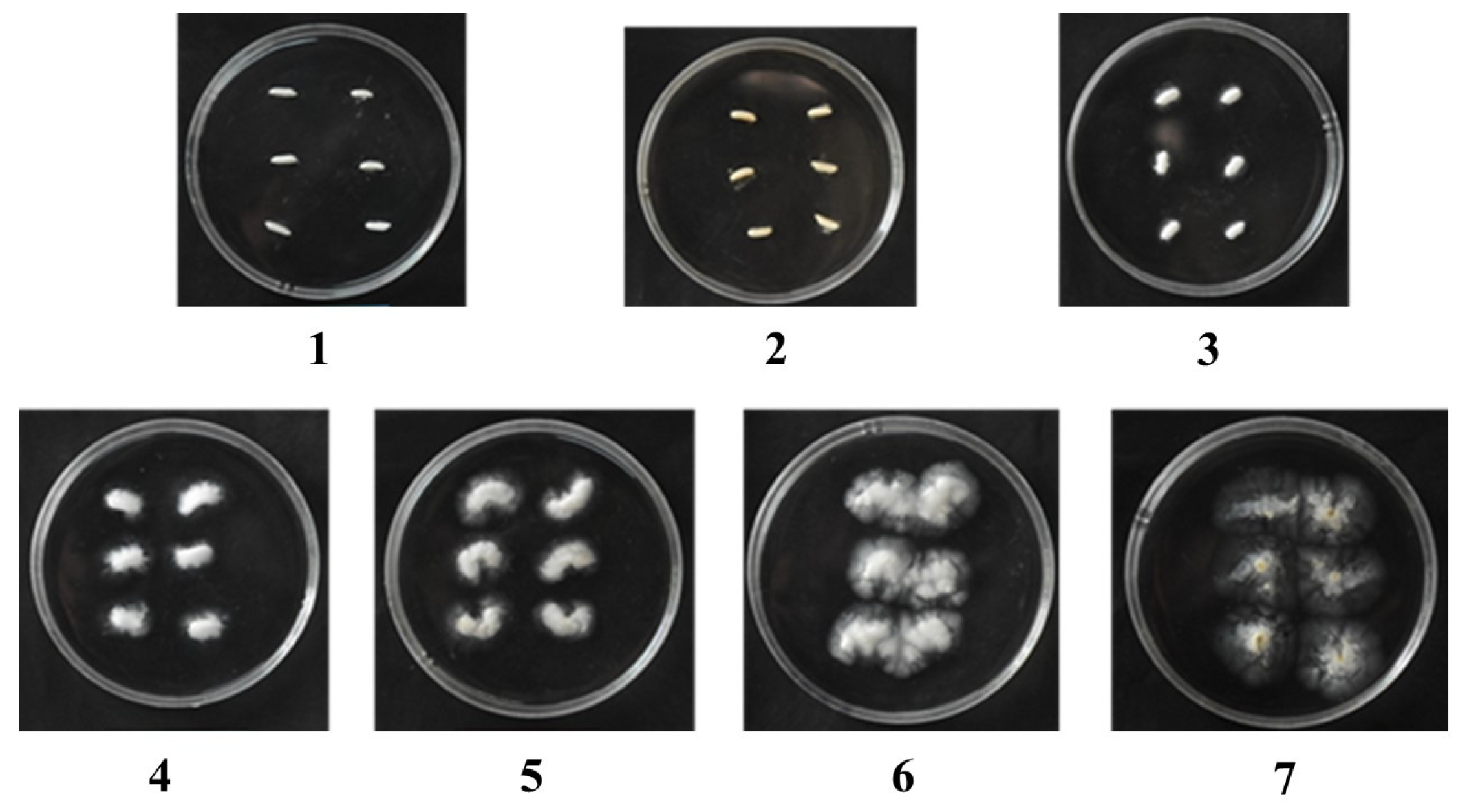 Agronomy 13 02622 g001