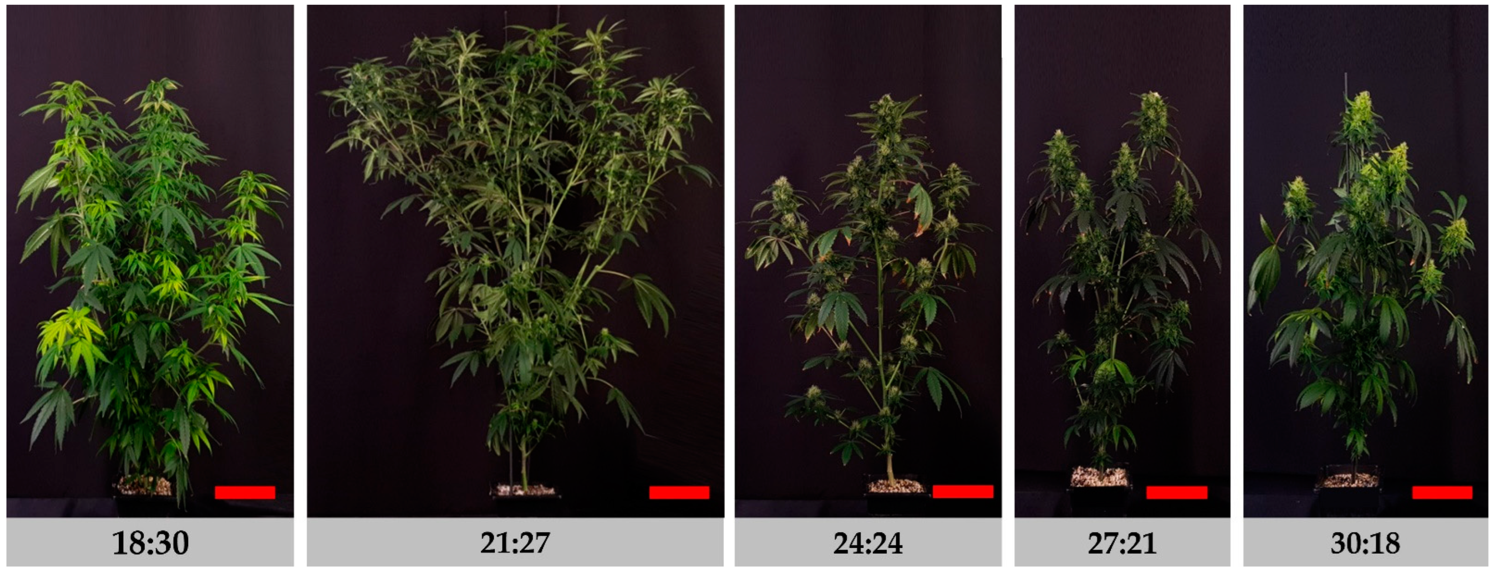 Agronomy 13 02636 g001