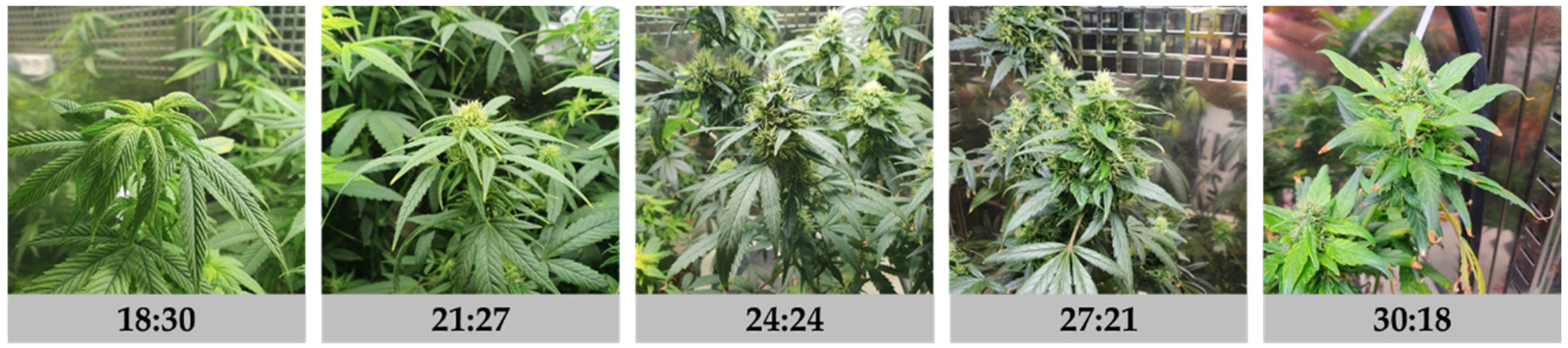 Agronomy 13 02636 g002