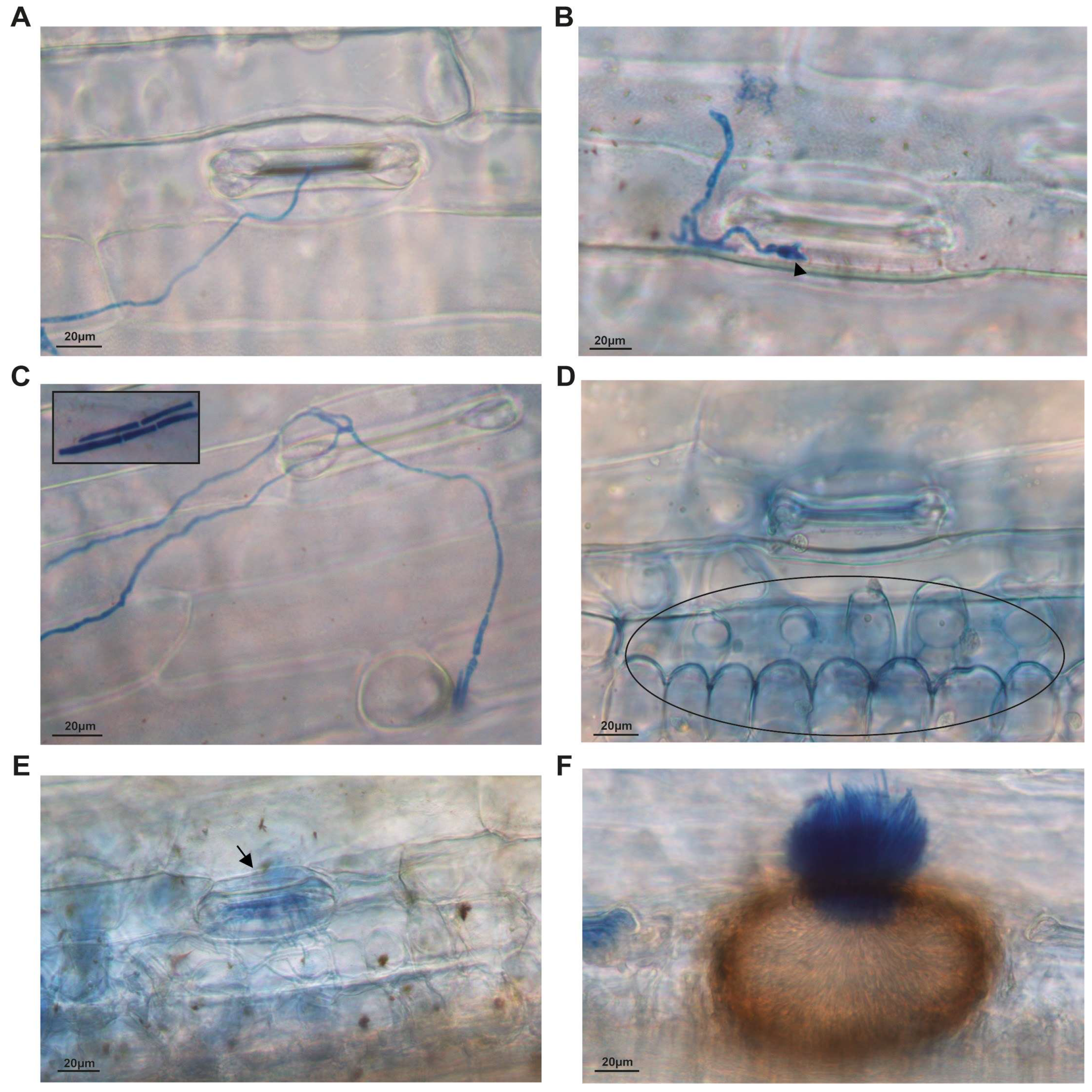 Agronomy 13 02638 g002
