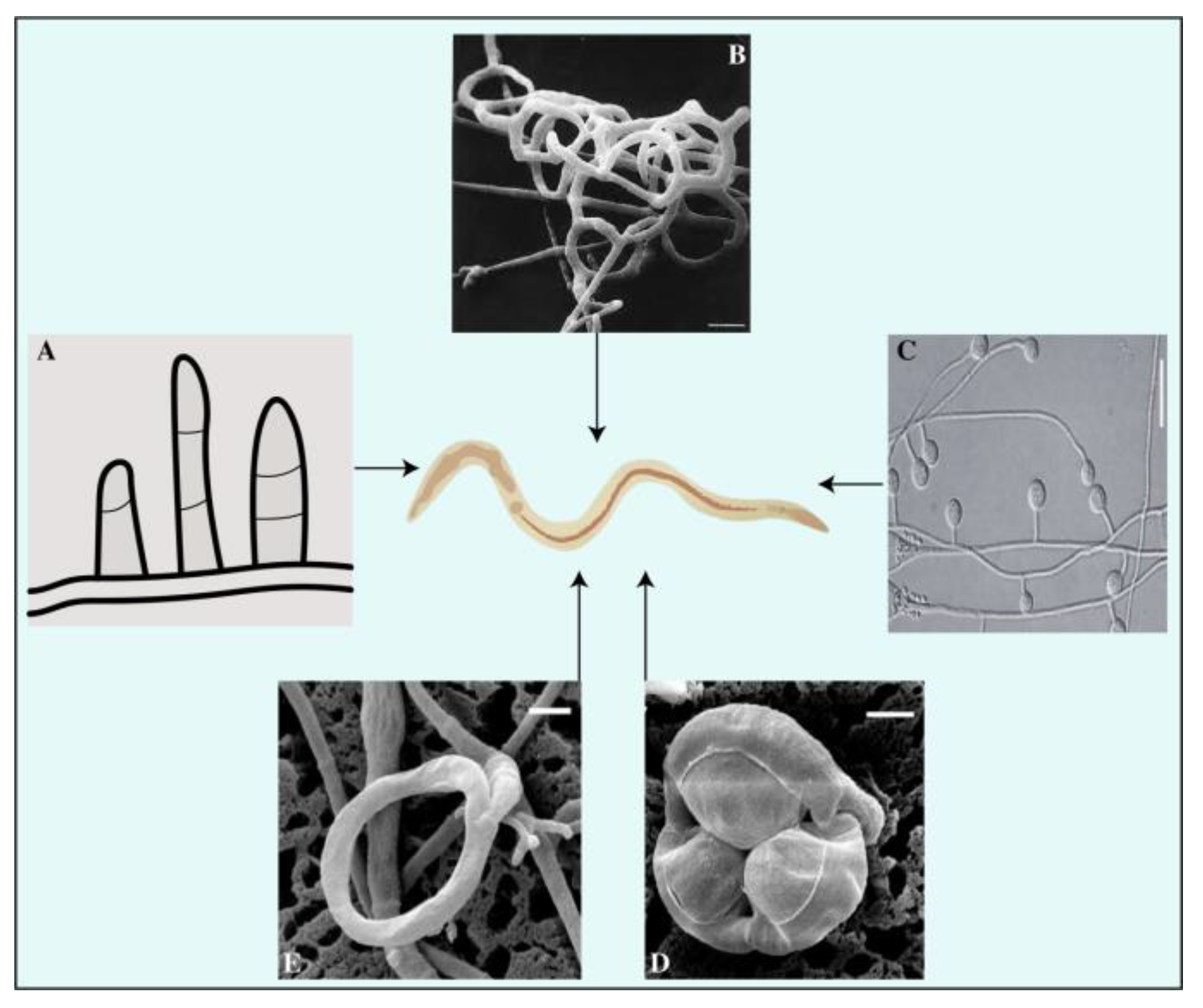 Agronomy 13 02685 g003 Agronomy 13 02685 g003