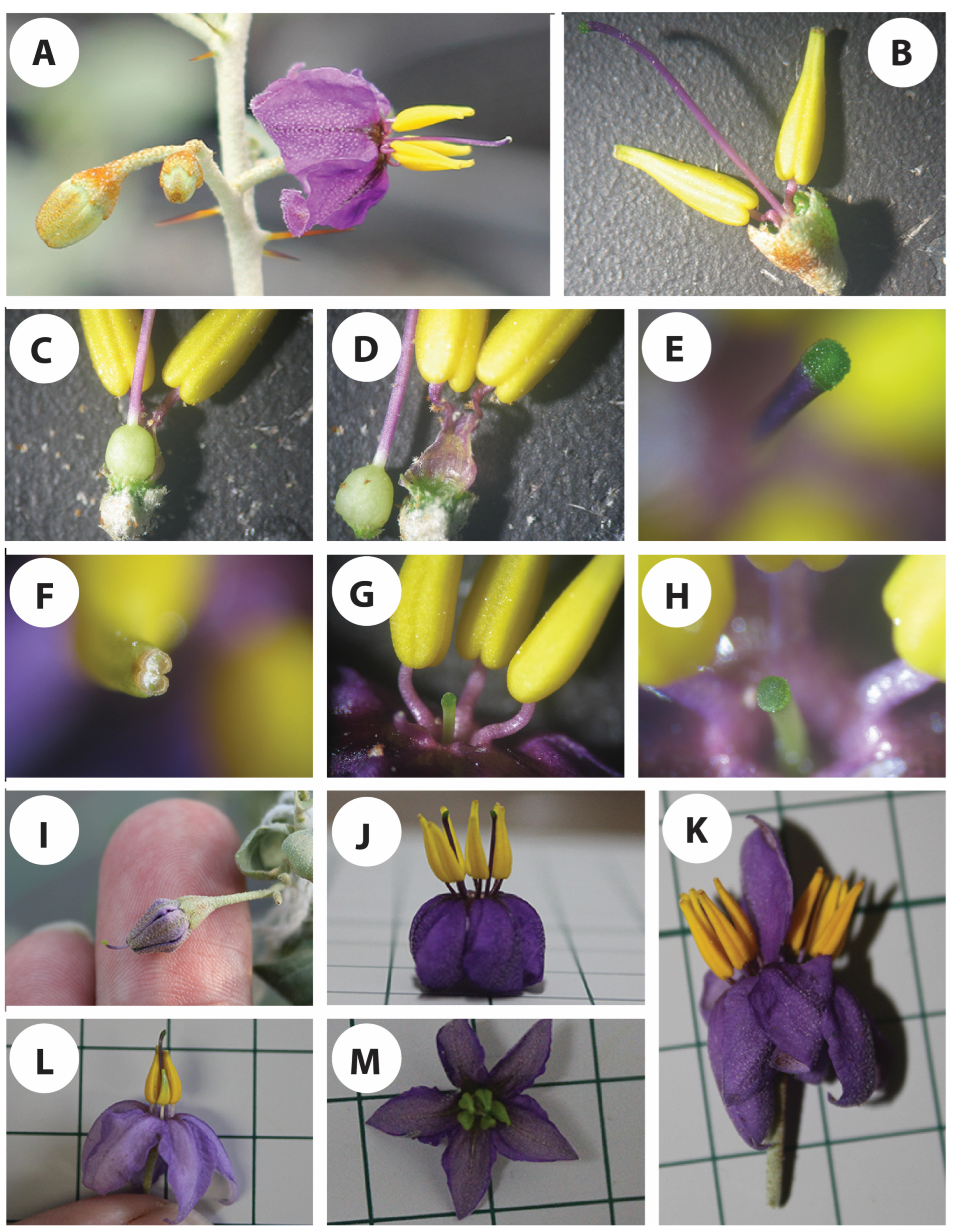 Agronomy 13 02701 g003 Agronomy 13 02701 g003