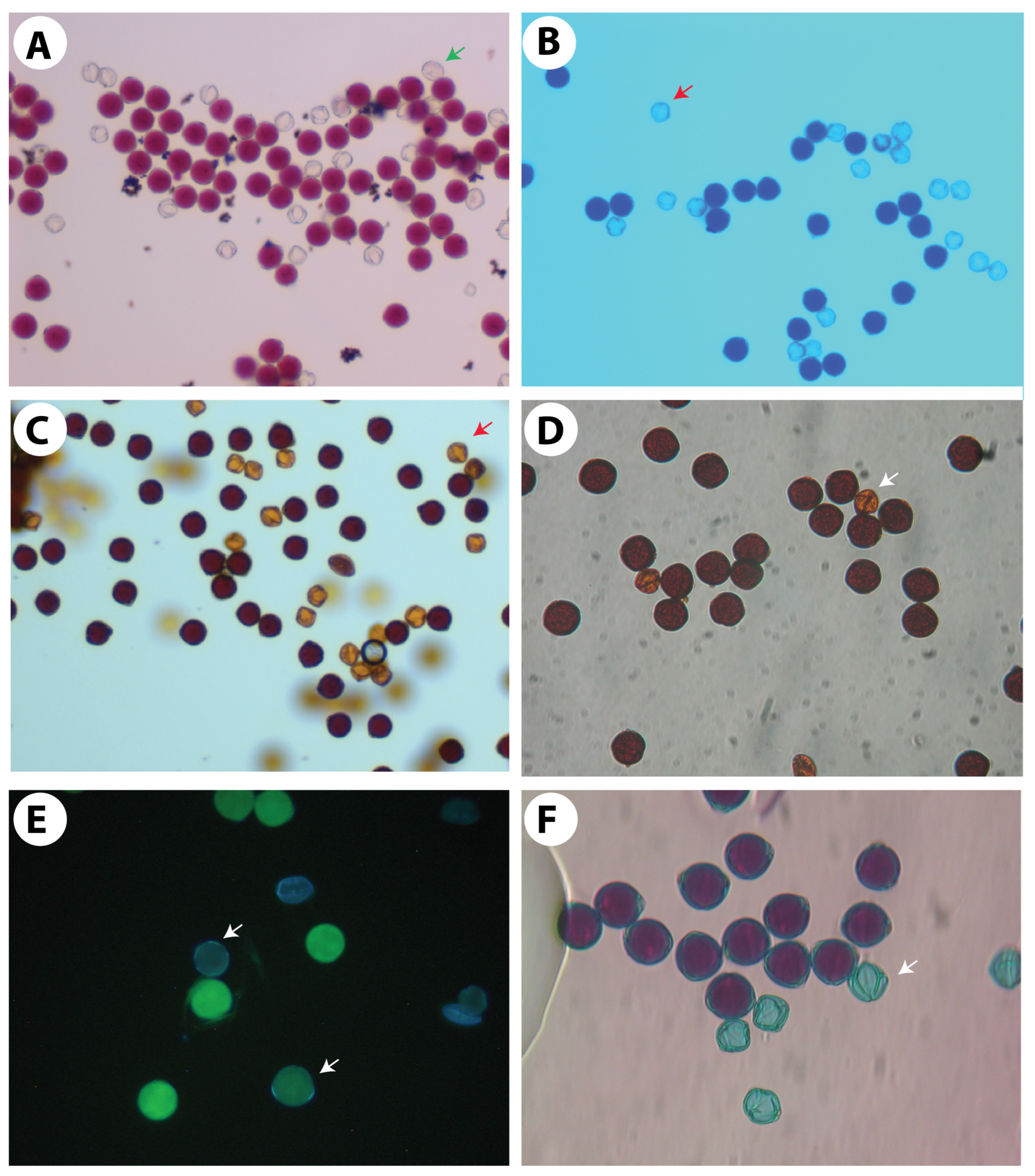 Agronomy 13 02701 g005 Agronomy 13 02701 g005