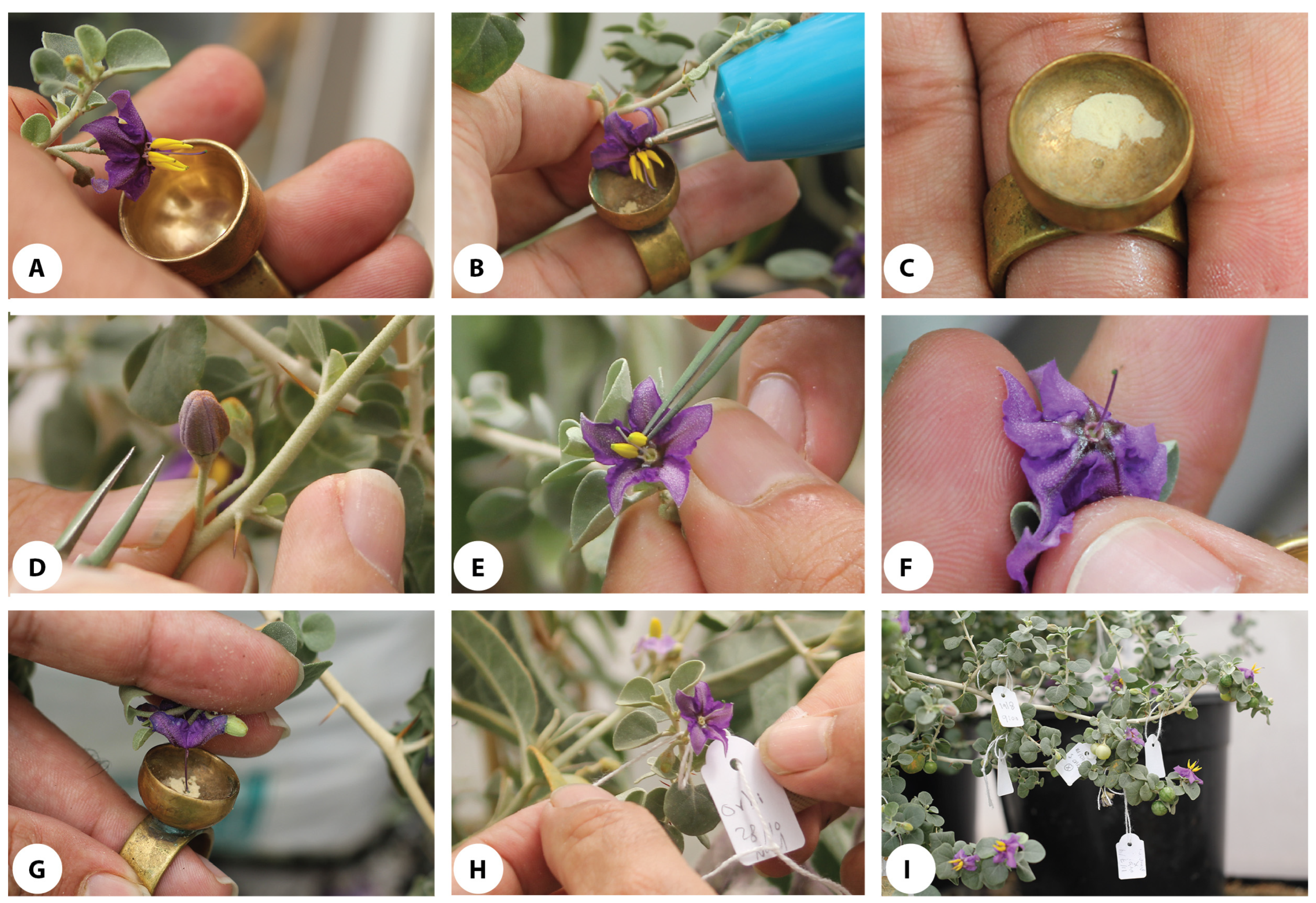 Agronomy 13 02701 g007 Agronomy 13 02701 g007