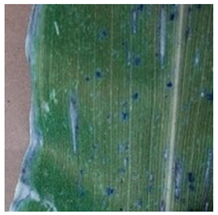 Agronomy 13 02702 i001