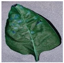 Agronomy 13 02702 i002