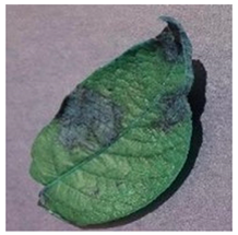 Agronomy 13 02702 i003