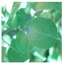 Agronomy 13 02702 i004