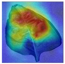 Agronomy 13 02702 i007