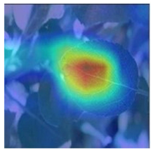 Agronomy 13 02702 i009