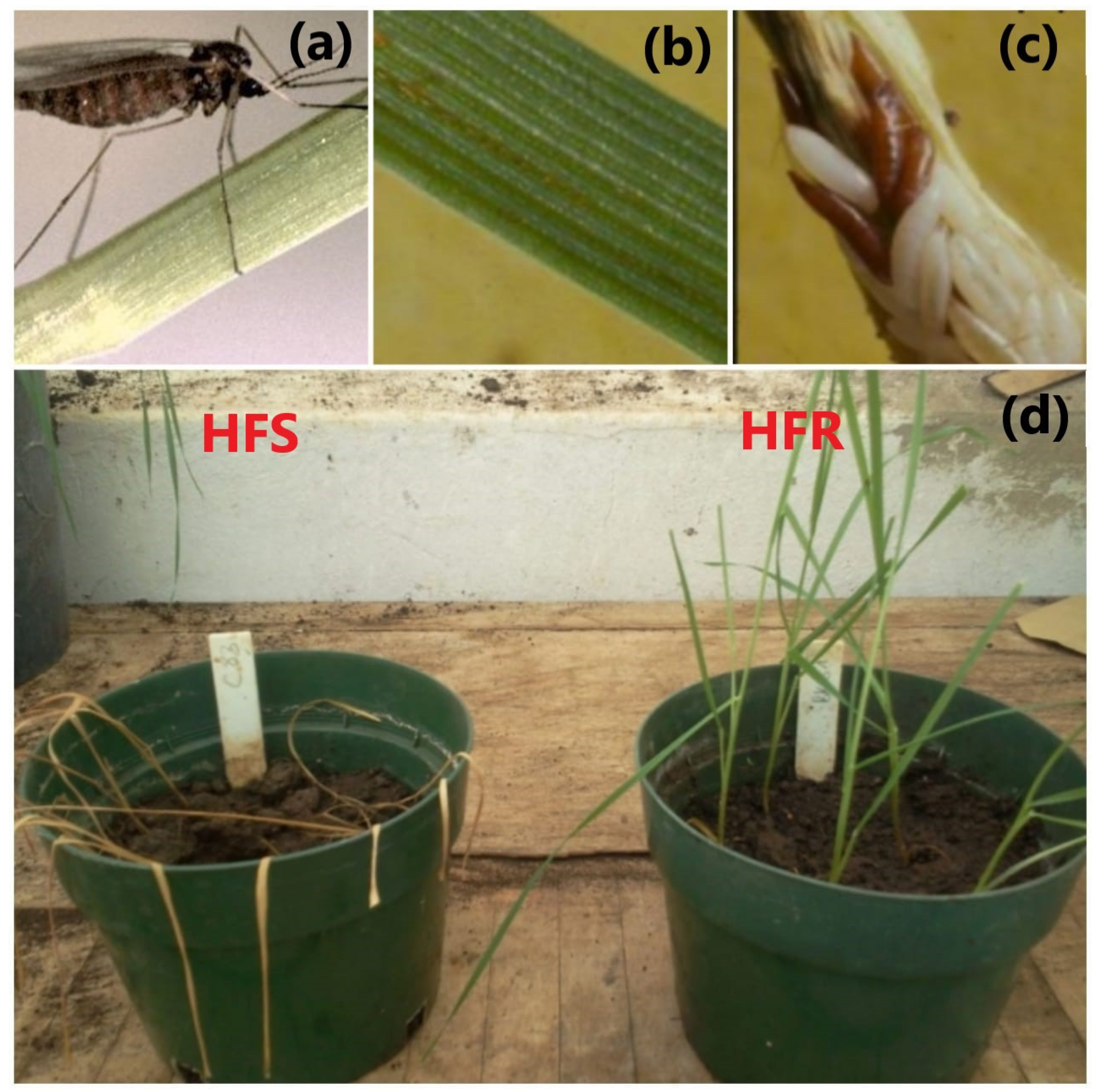 Agronomy 13 02704 g001
