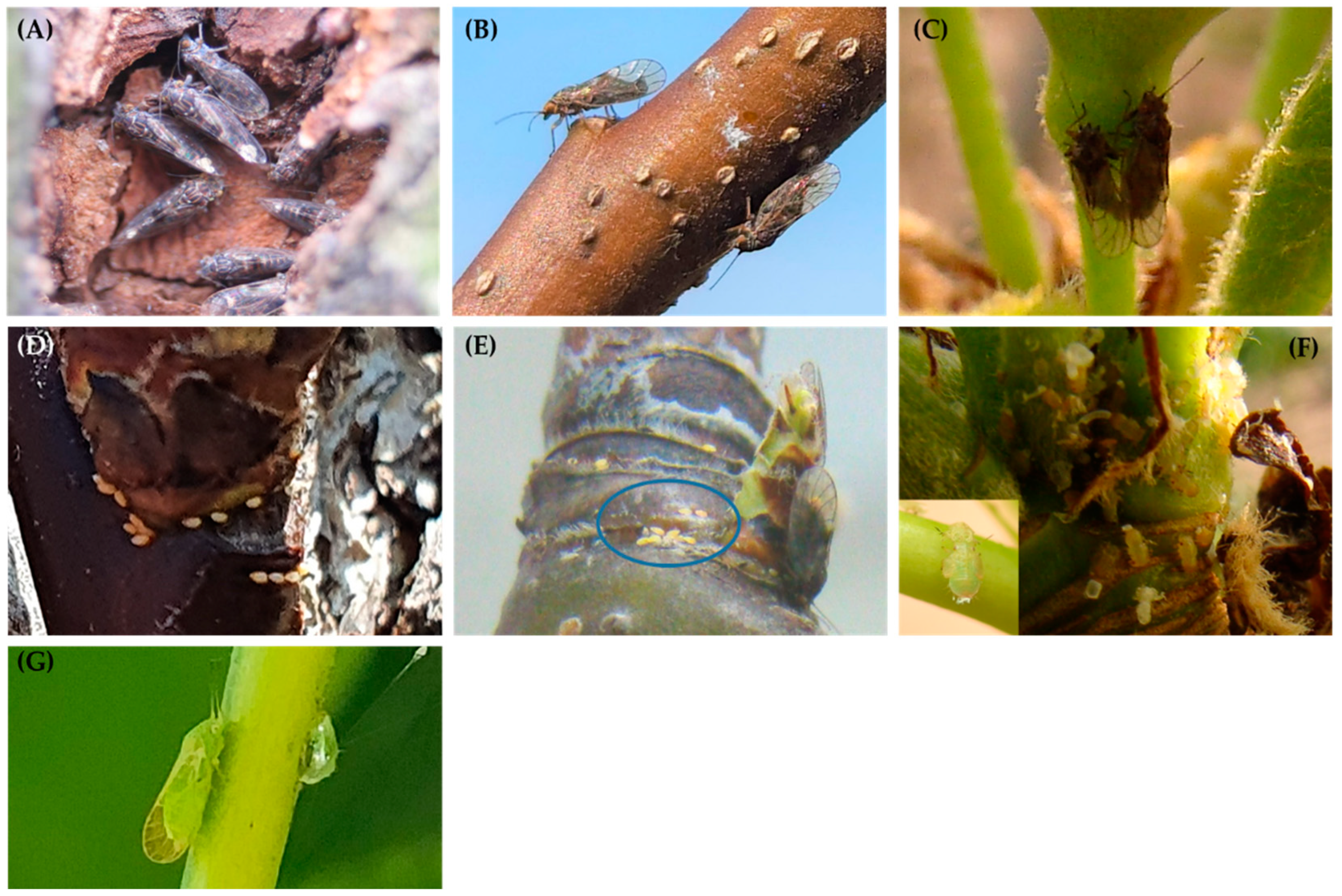 Agronomy 13 02710 g001 Agronomy 13 02710 g001