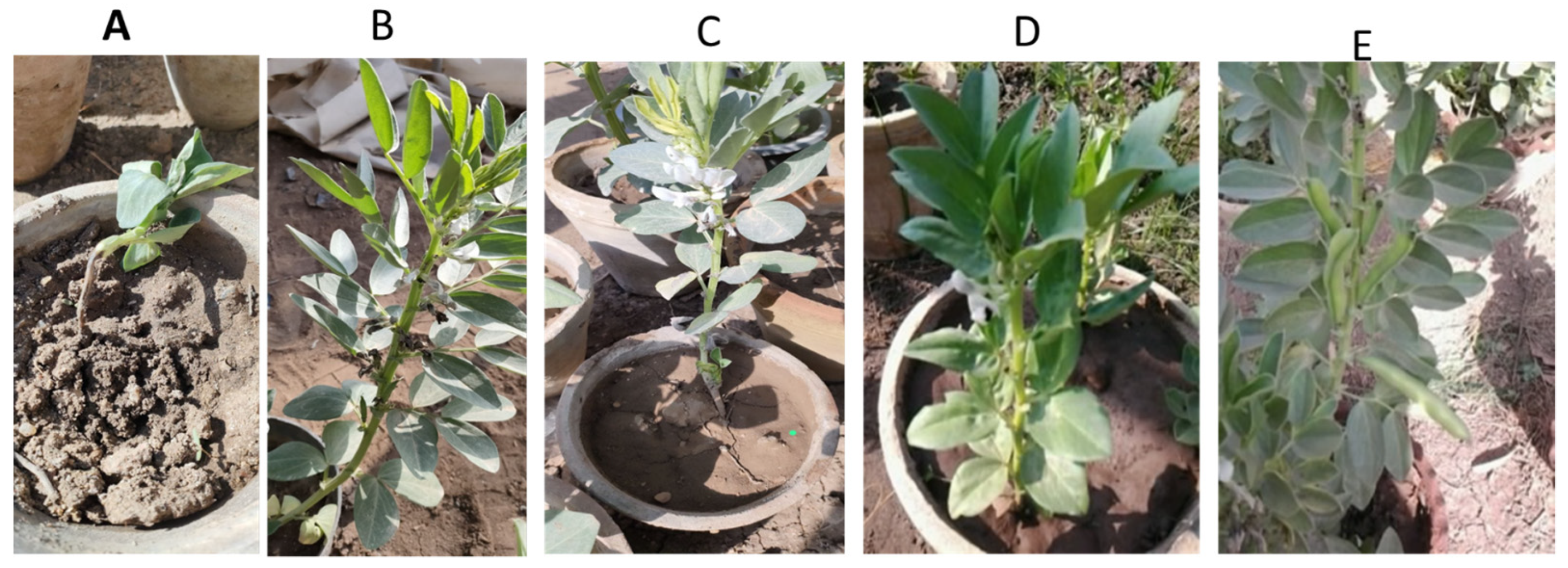 Agronomy 13 02725 g001