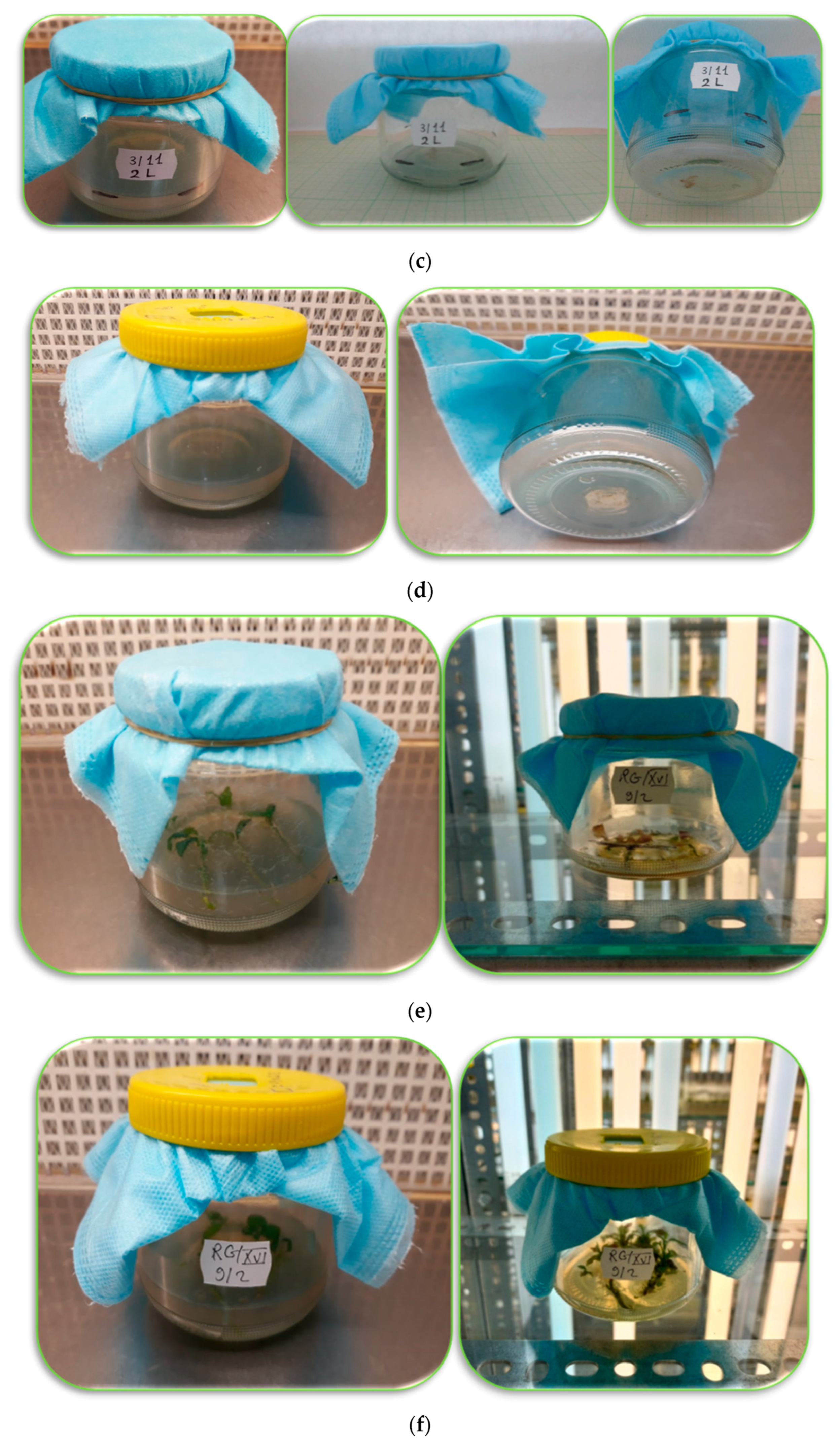 Agronomy 13 02734 g013b