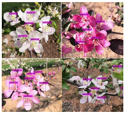 Agronomy 13 02753 i052