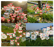 Agronomy 13 02753 i056