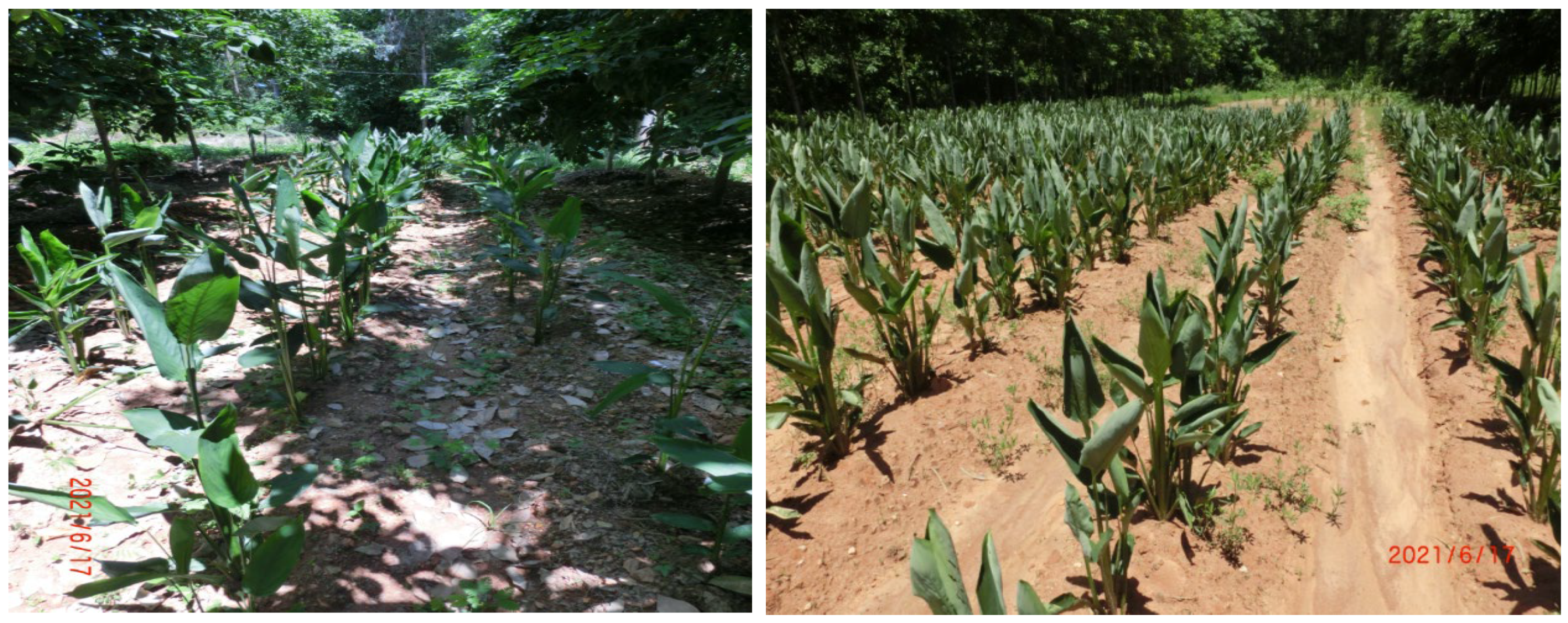 Agronomy 13 02754 g001