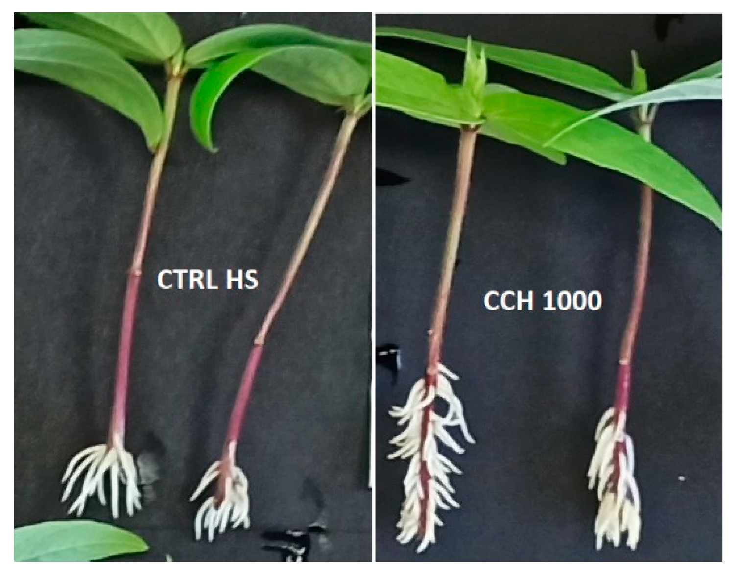 Agronomy 13 02755 g003