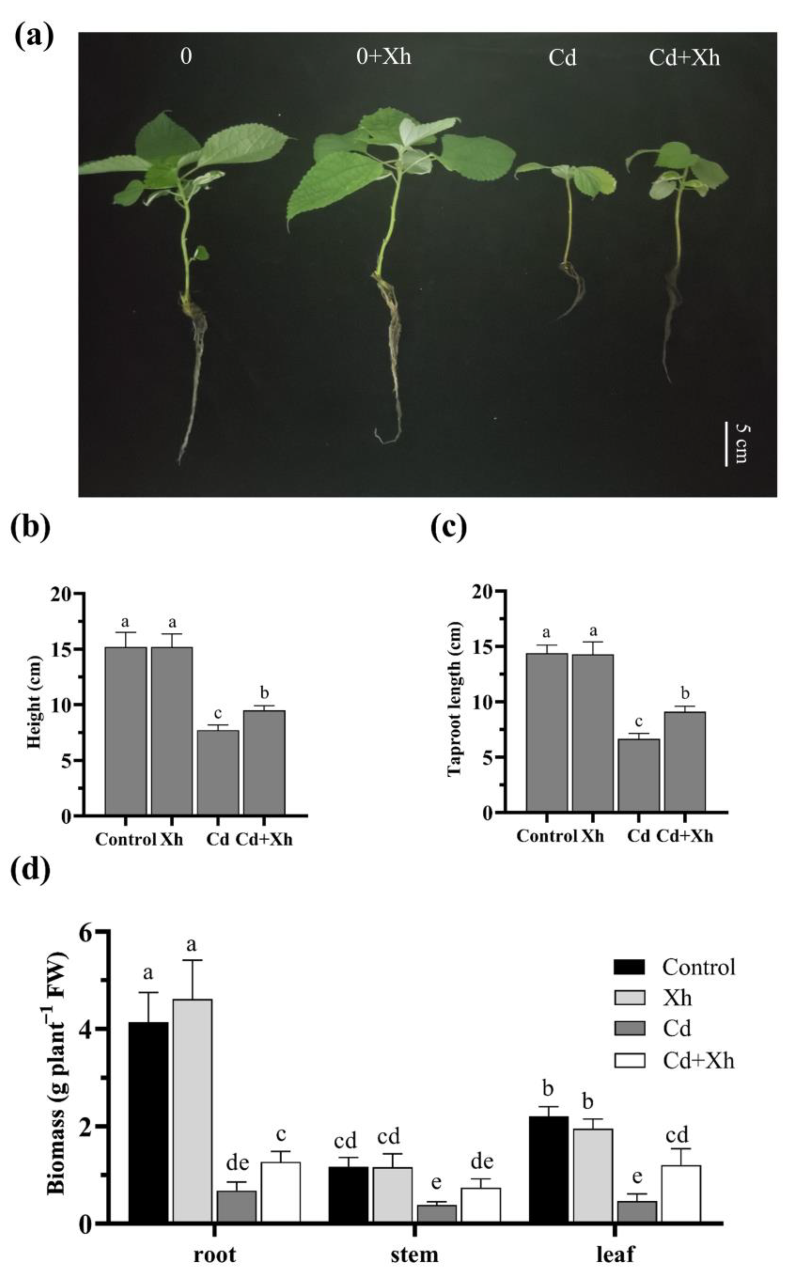 Agronomy 13 02786 g001 Agronomy 13 02786 g001