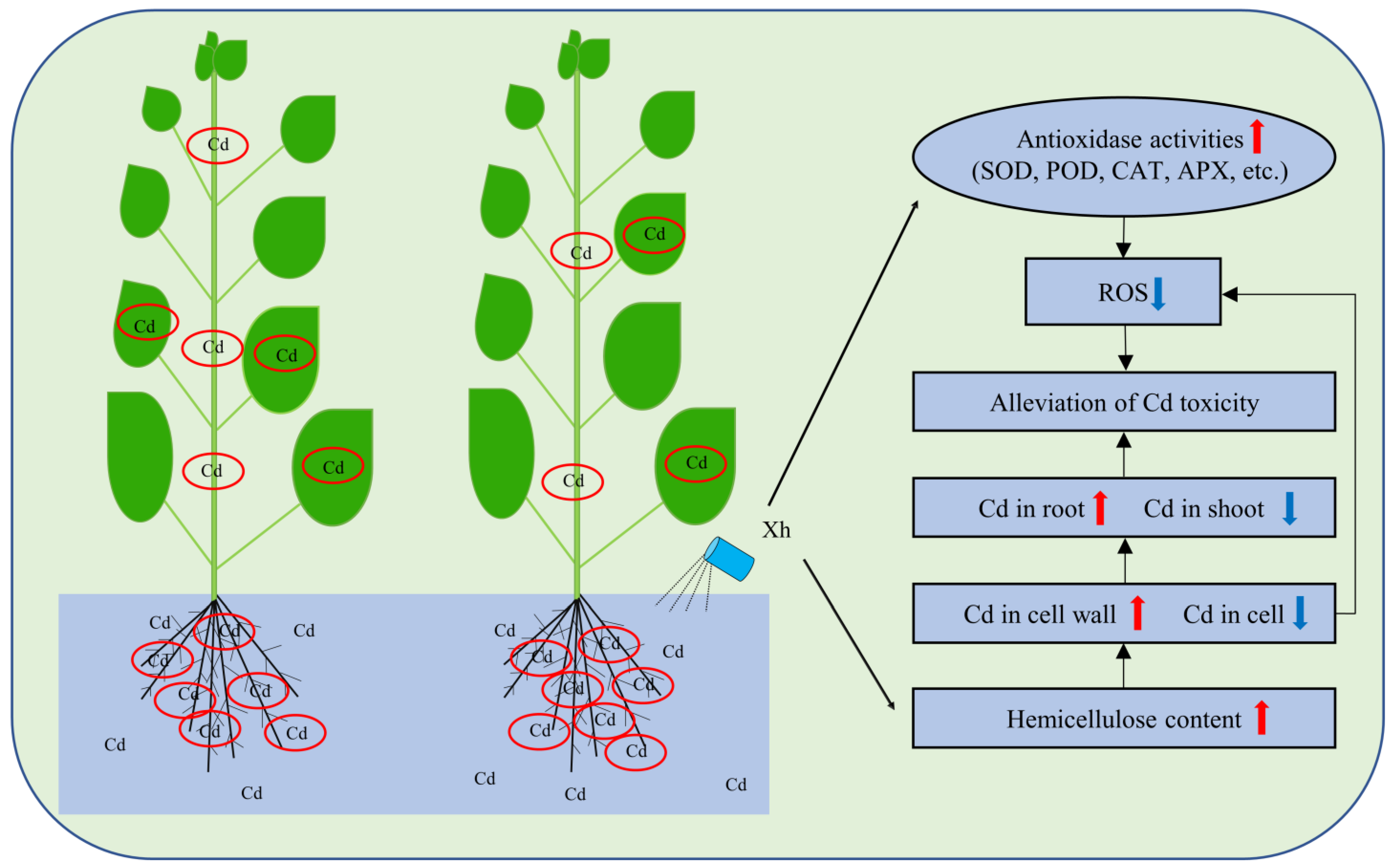 Agronomy 13 02786 g007 Agronomy 13 02786 g007