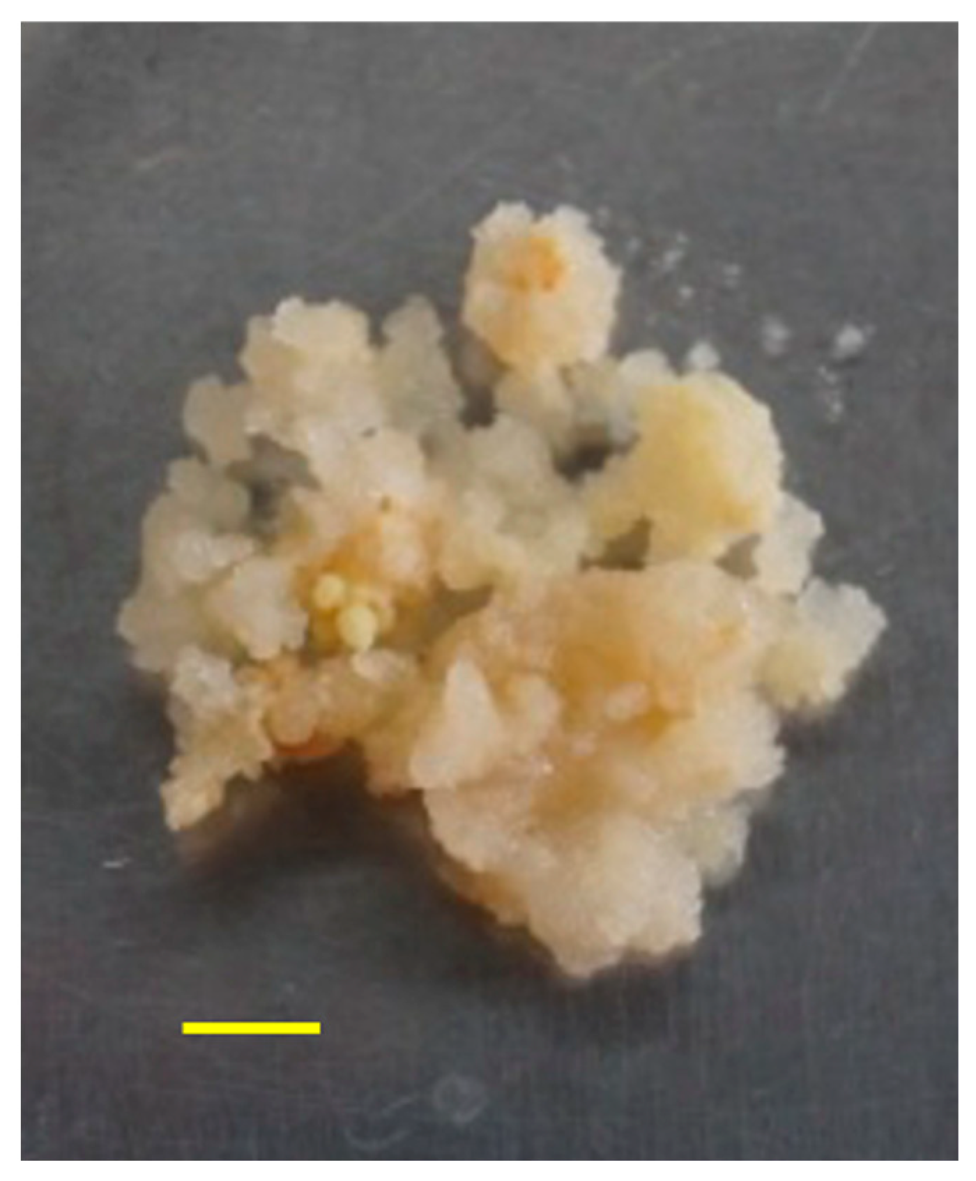 Agronomy 13 02814 g001