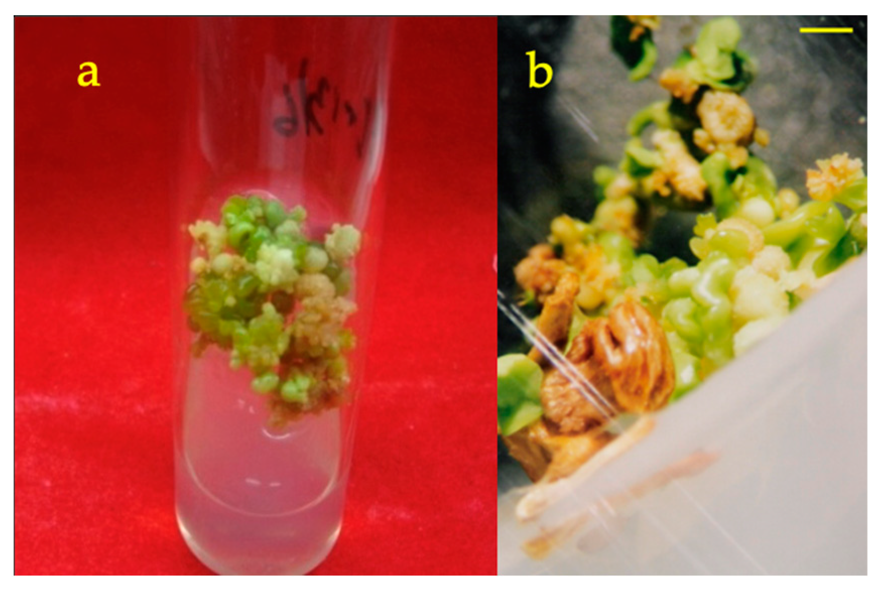 Agronomy 13 02814 g002