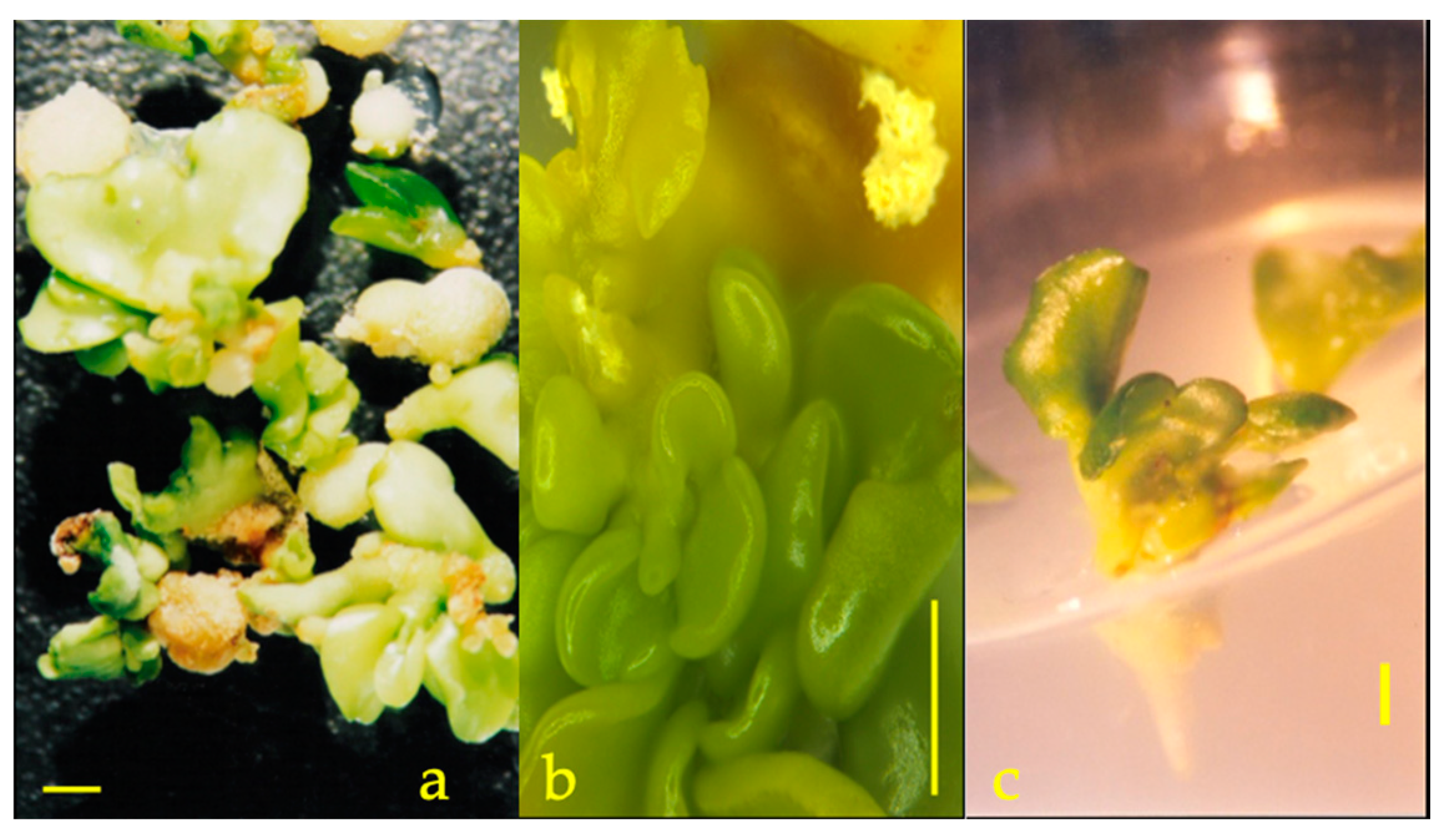 Agronomy 13 02814 g003