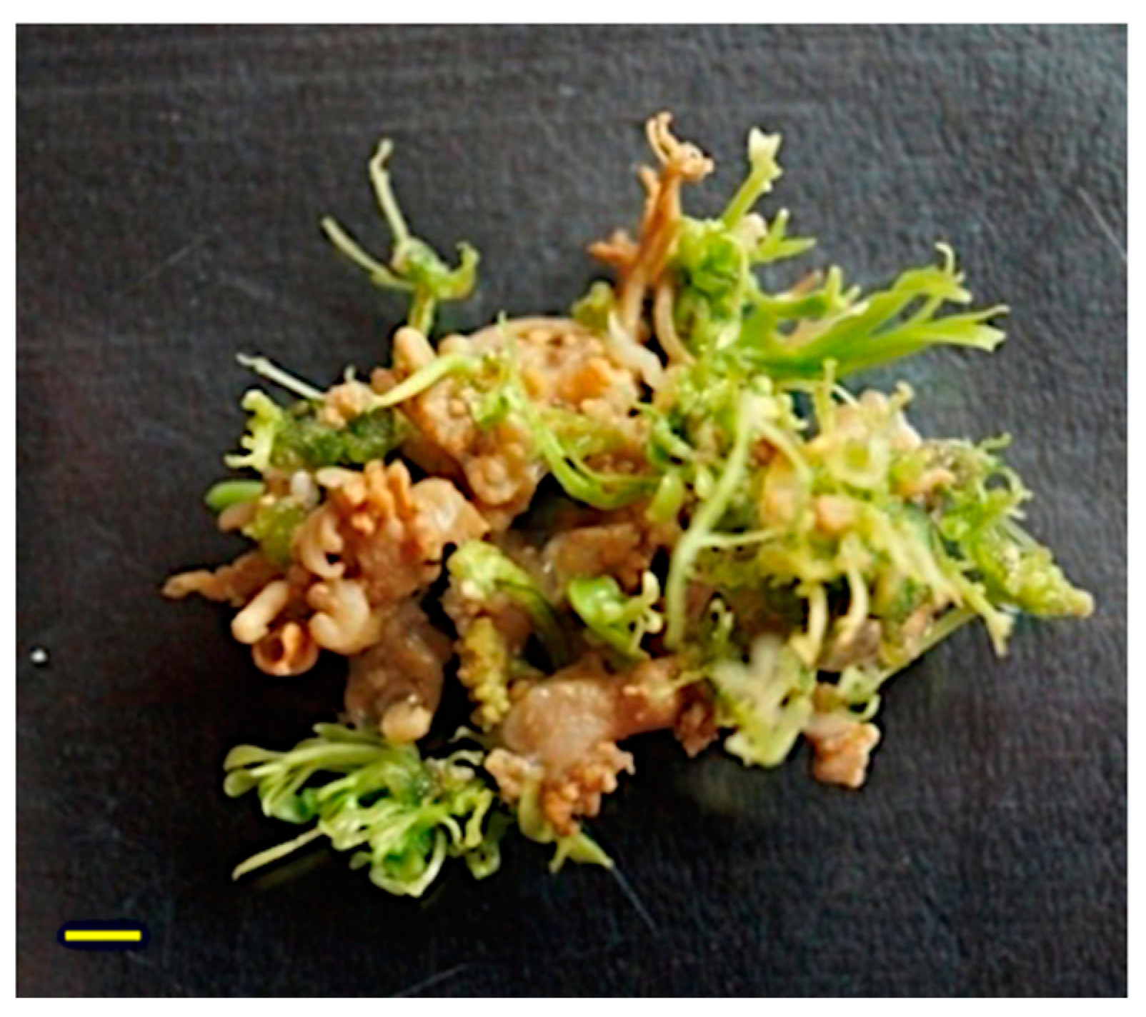 Agronomy 13 02814 g004