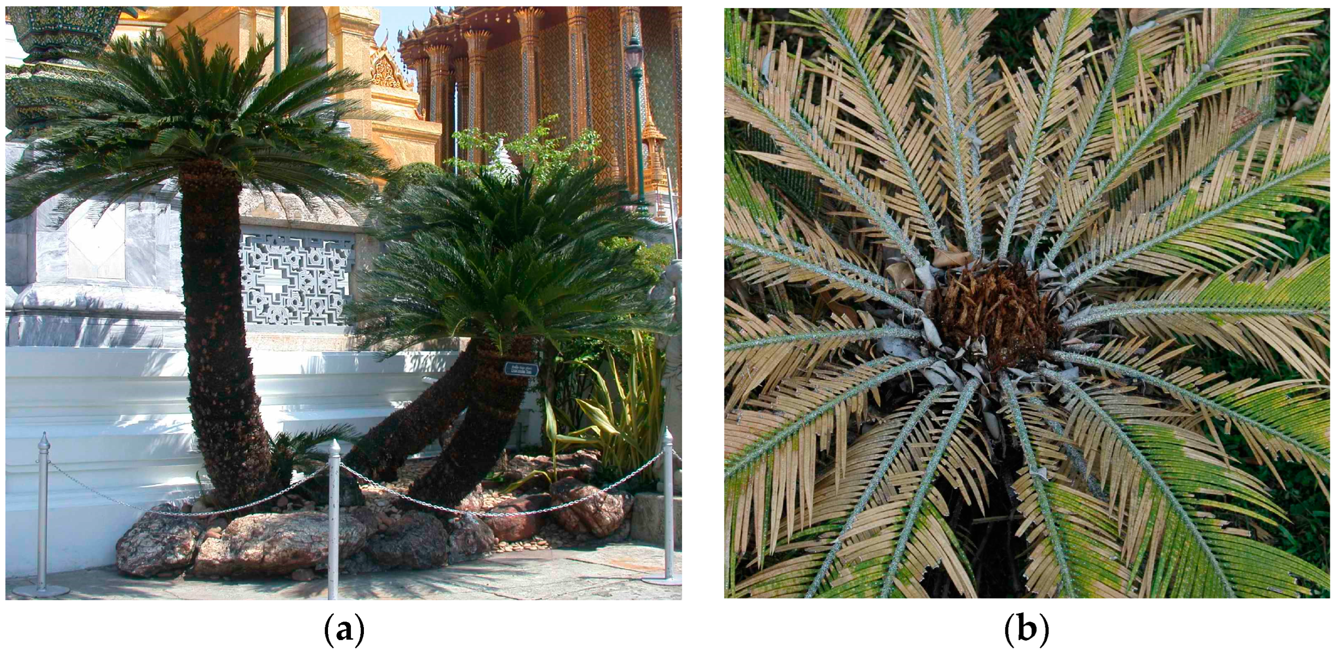 Agronomy 13 02815 g001