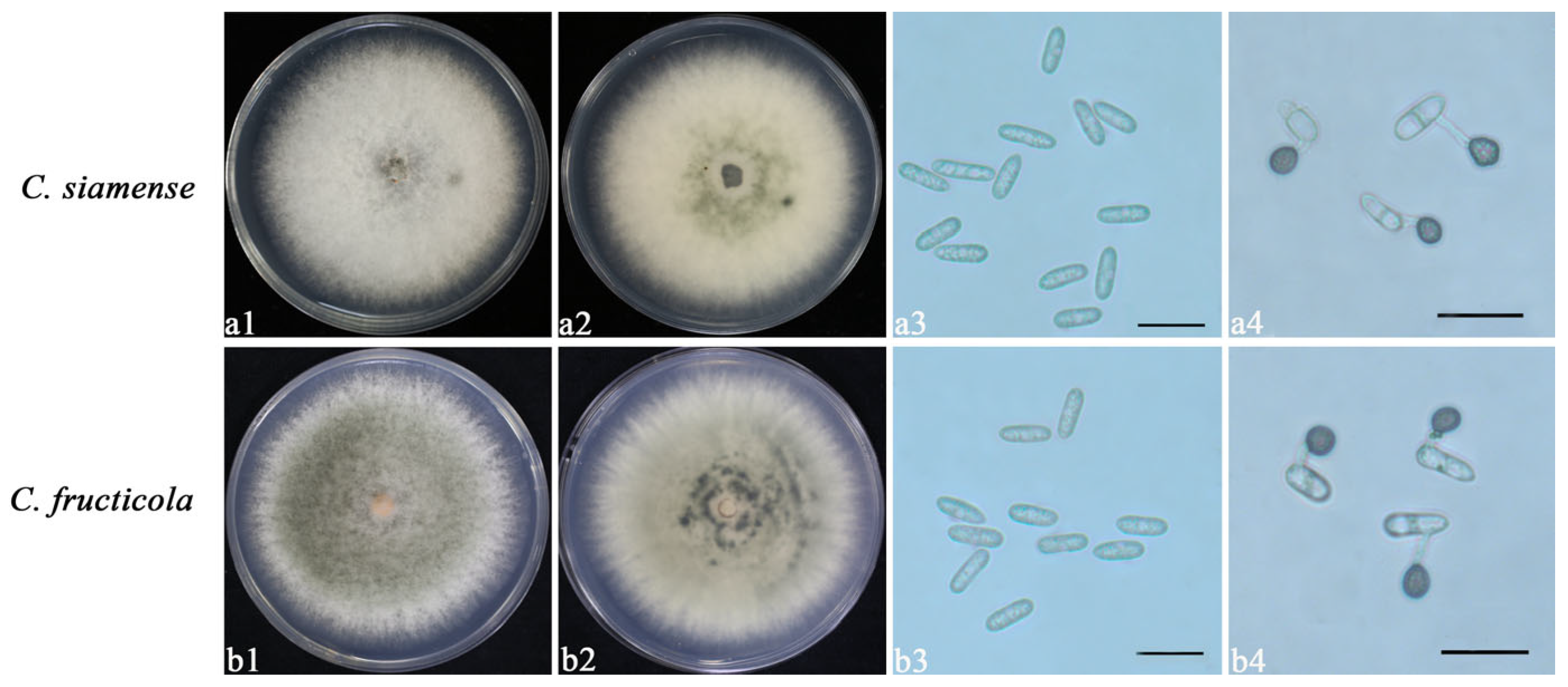 Agronomy 13 02824 g001
