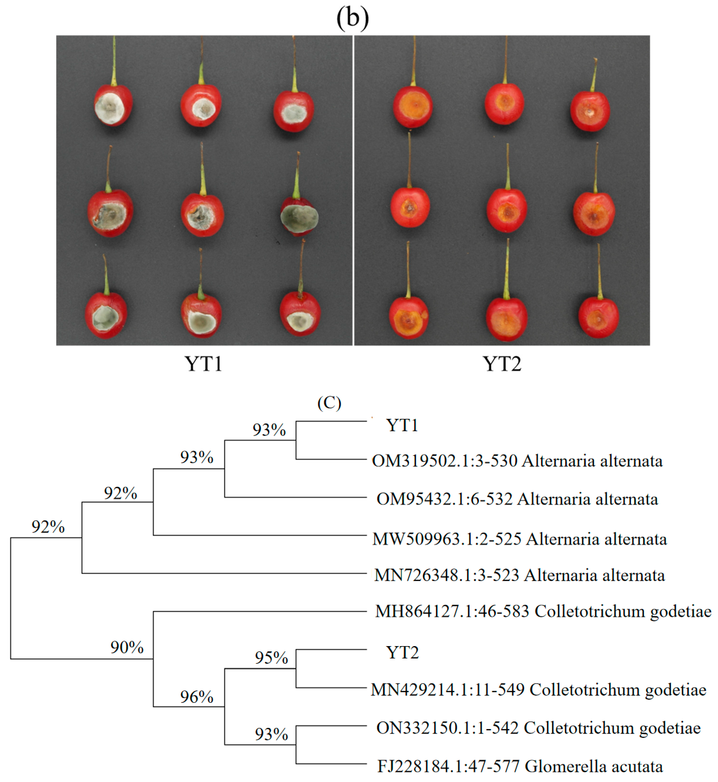 Agronomy 13 02853 g007b Agronomy 13 02853 g007b
