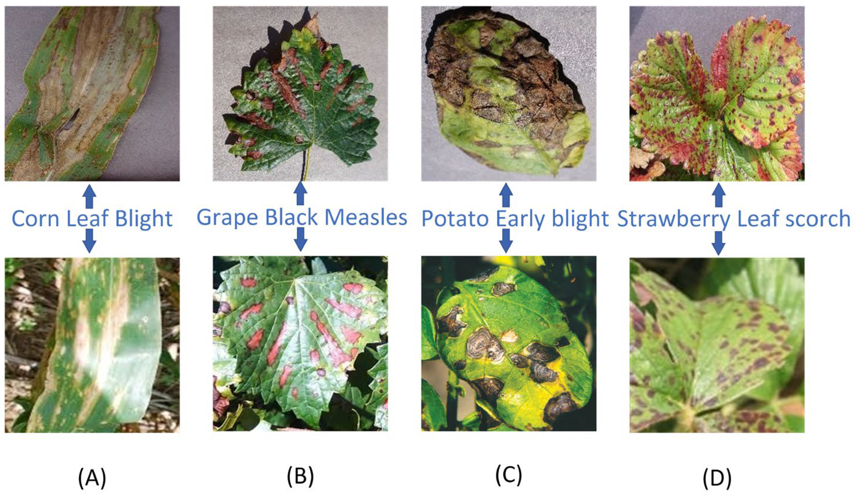 Agronomy 13 02876 g001 Agronomy 13 02876 g001