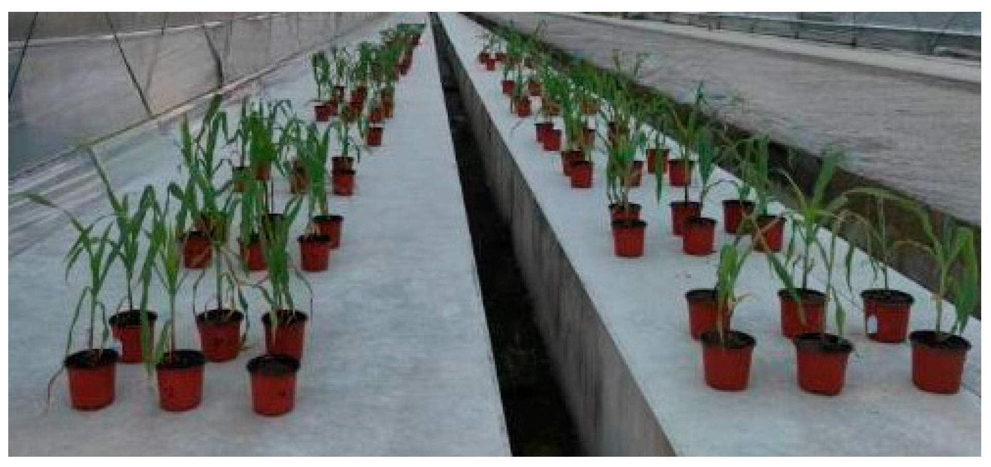 Agronomy 13 02890 g003